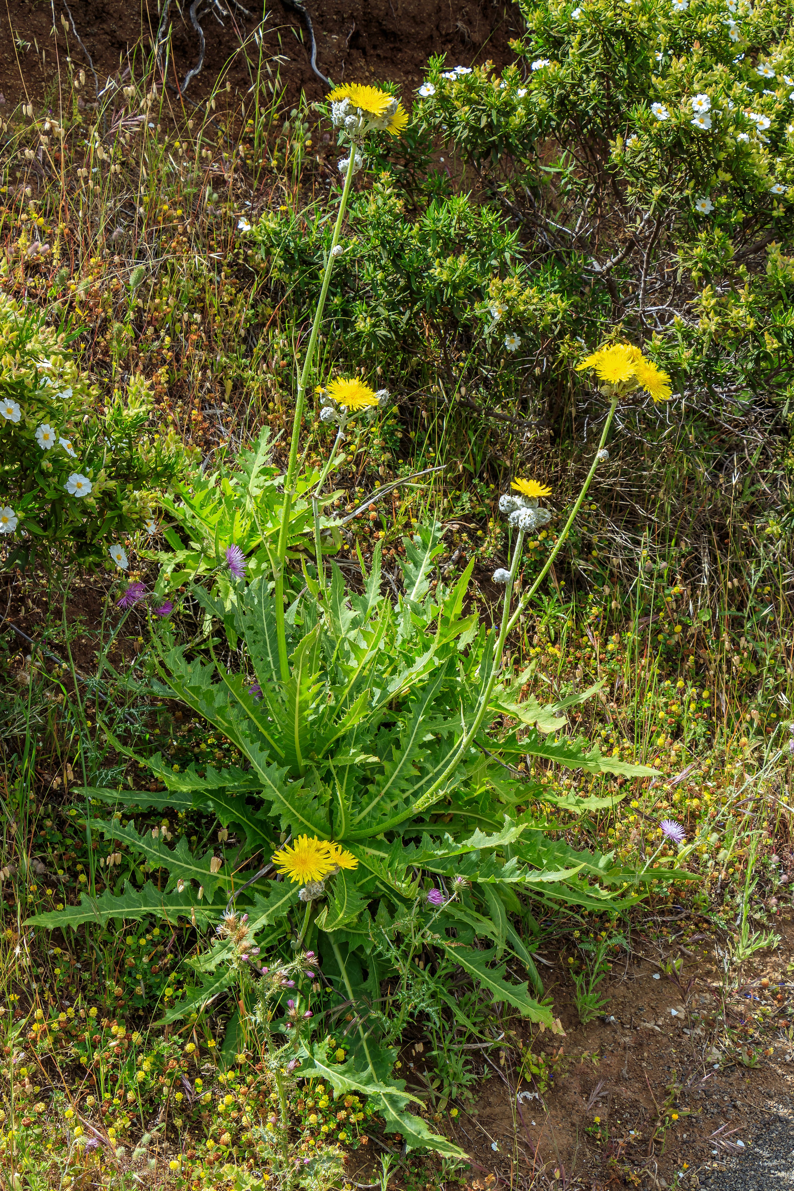 Sonchus acaulis - Macizo de Teno 02