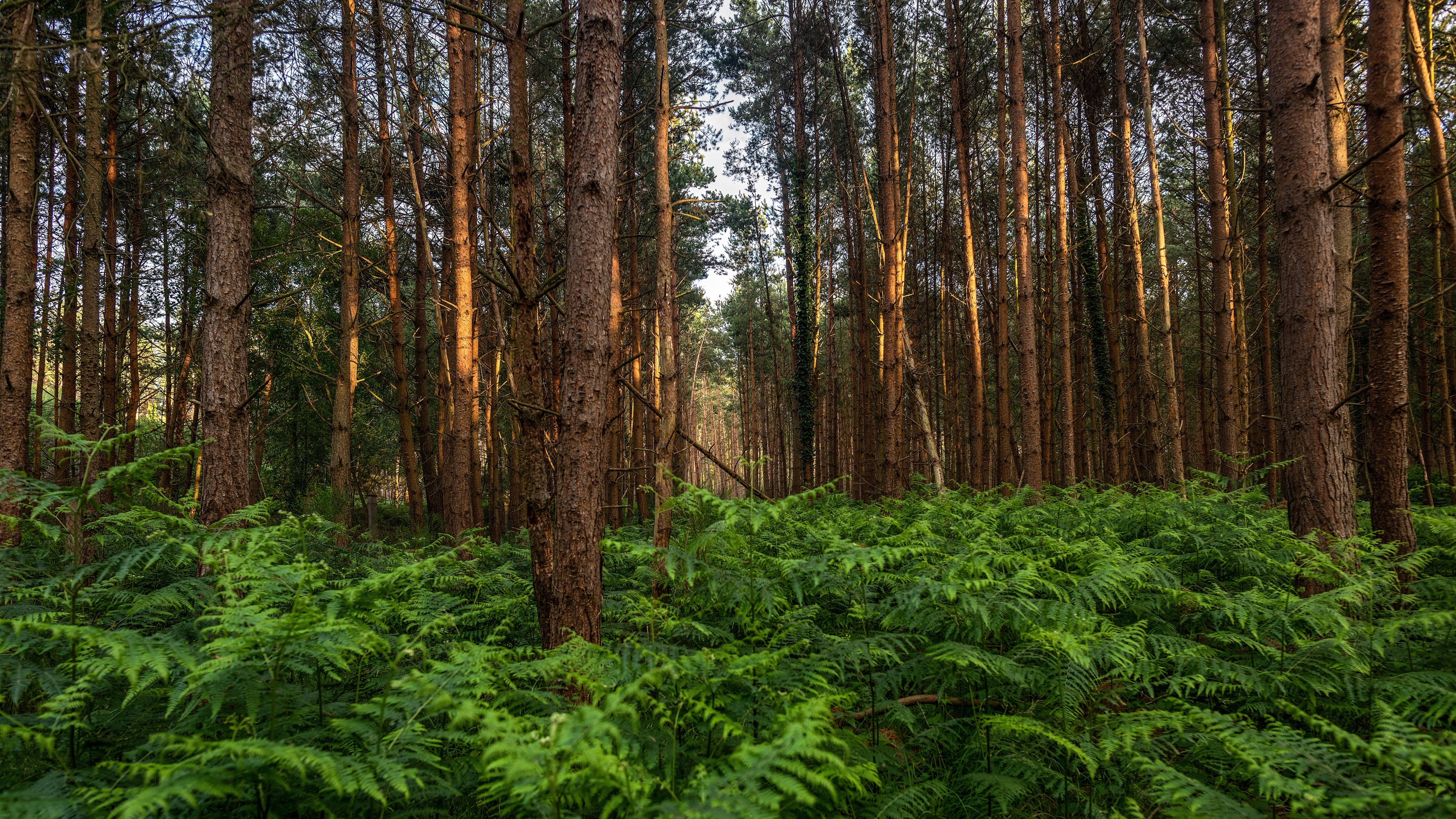 Sonnenuntergang im Darßer Urwald
