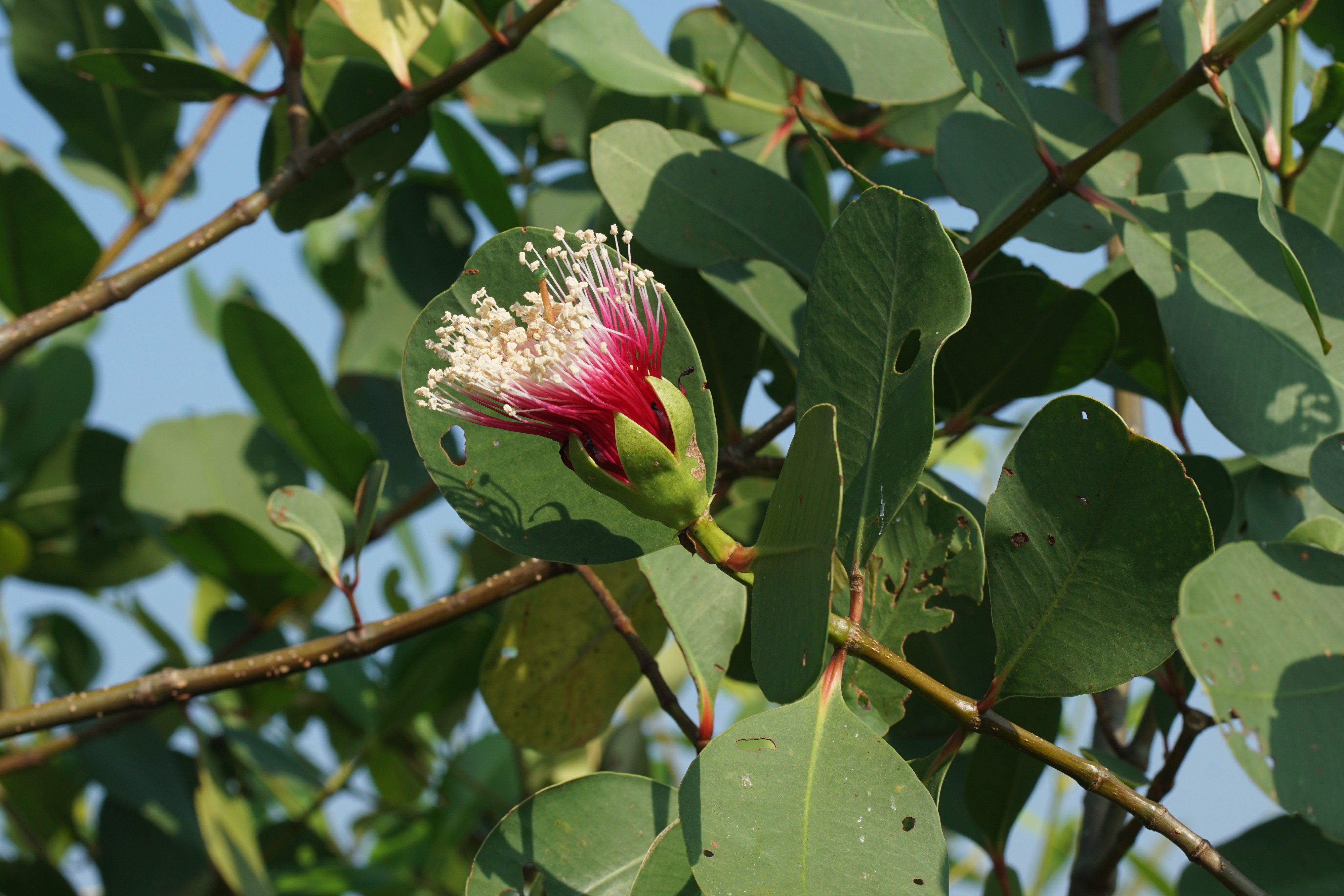 Sonneratia alba 06375