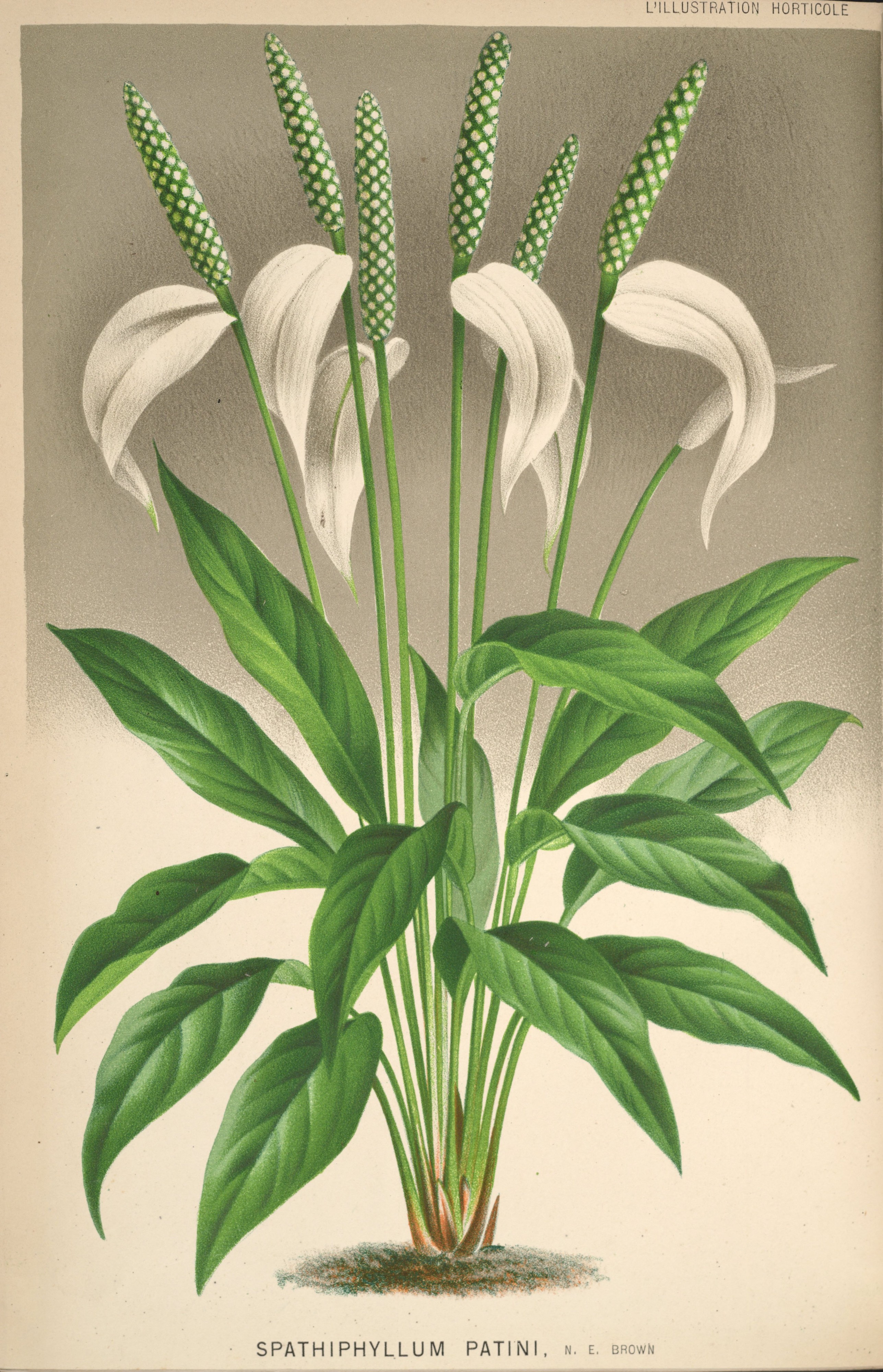 Spathiphyllum patini 27-397