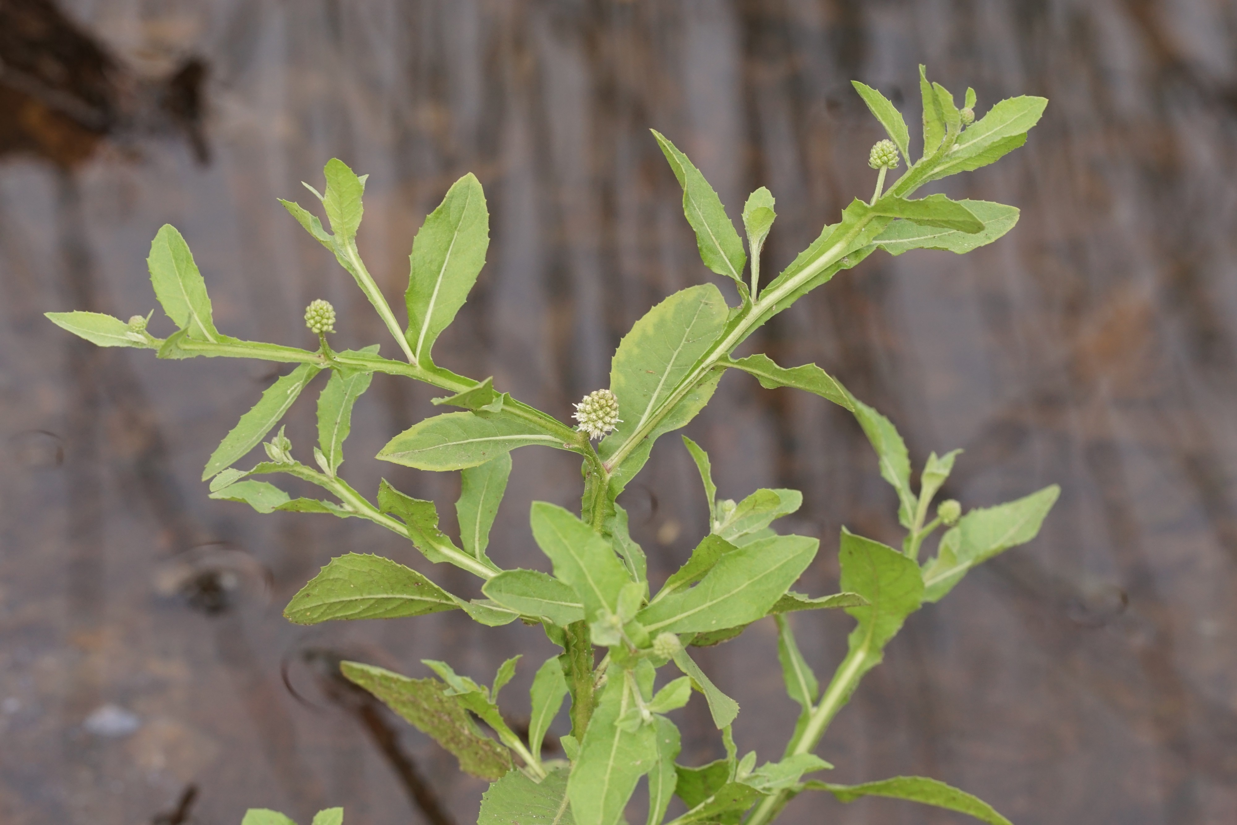 Sphaeranthus africanus 00214