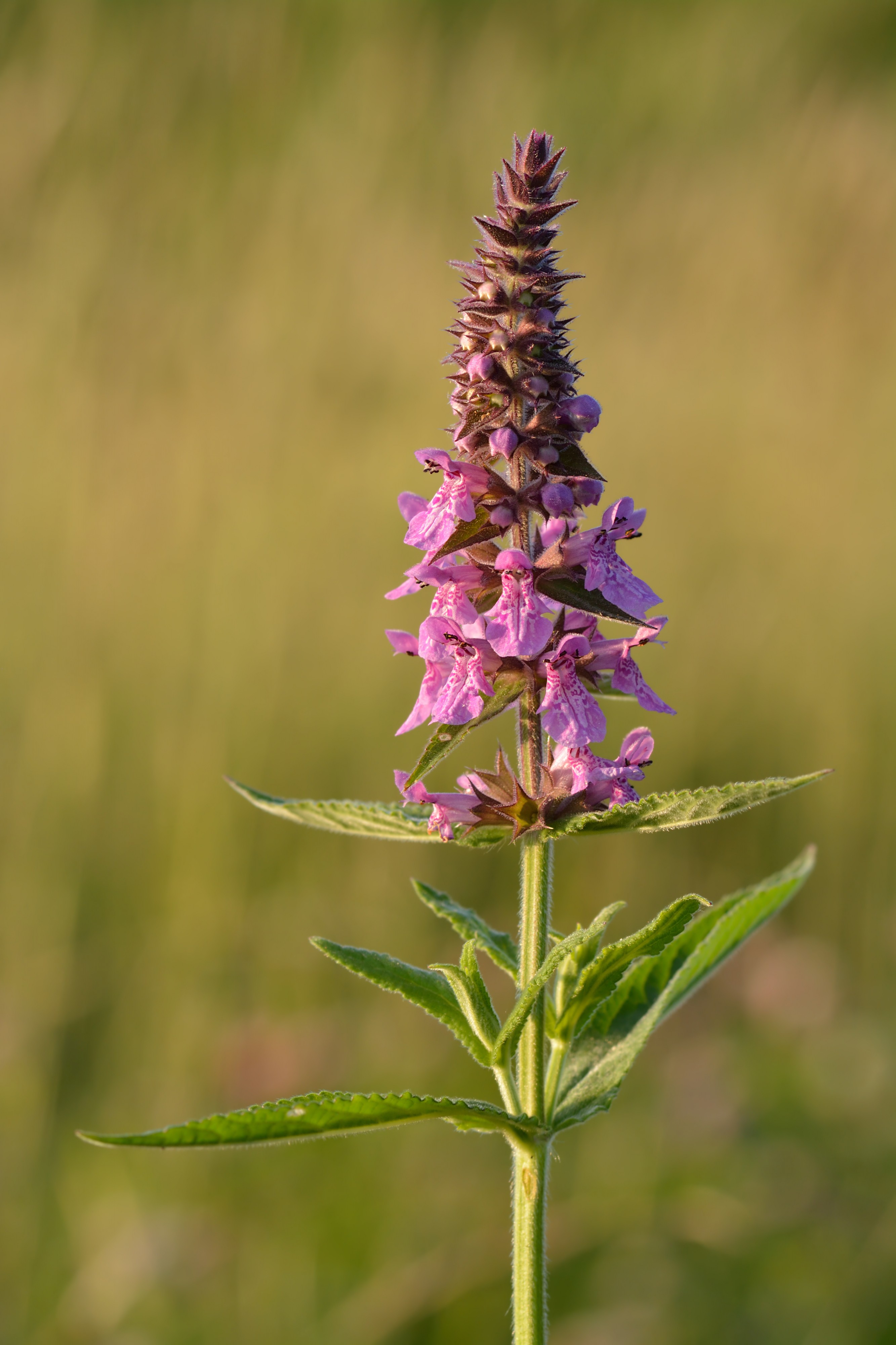 Stachys palustris - soo-nõianõges