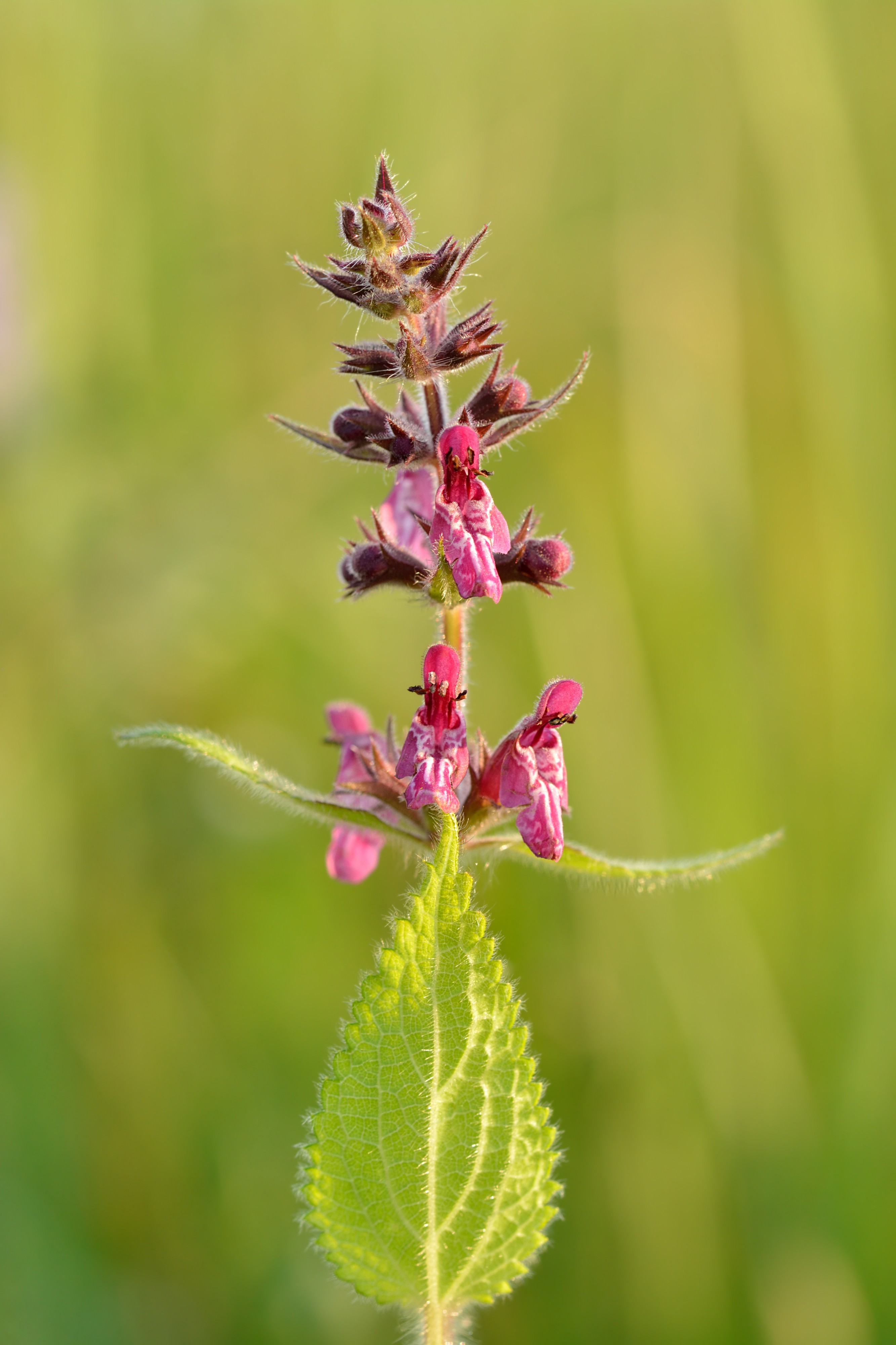 Stachys sylvatica - mets-nõianõges