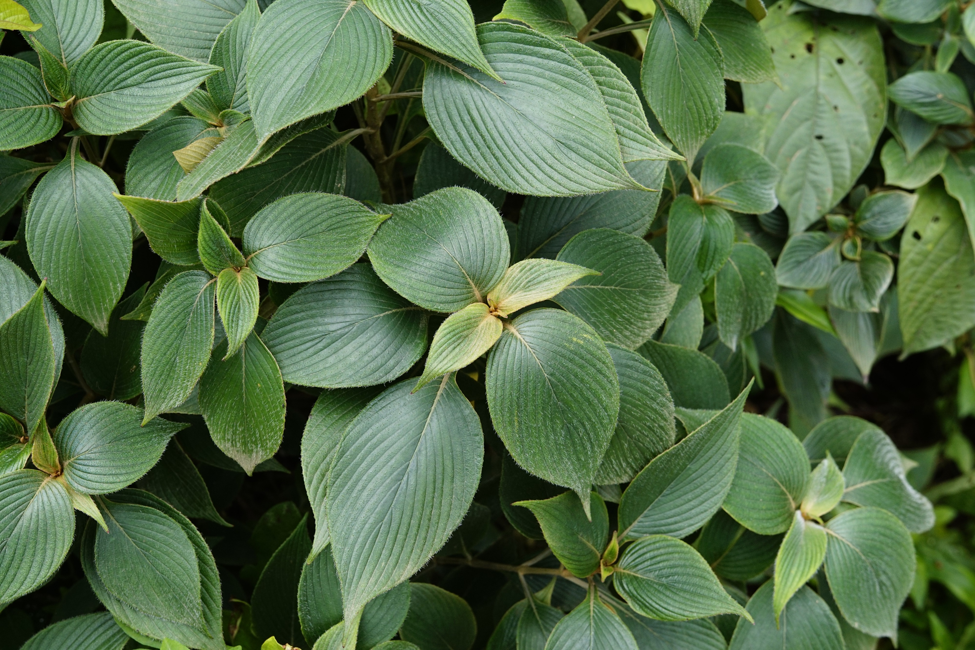 Strobilanthes lanatus 3143