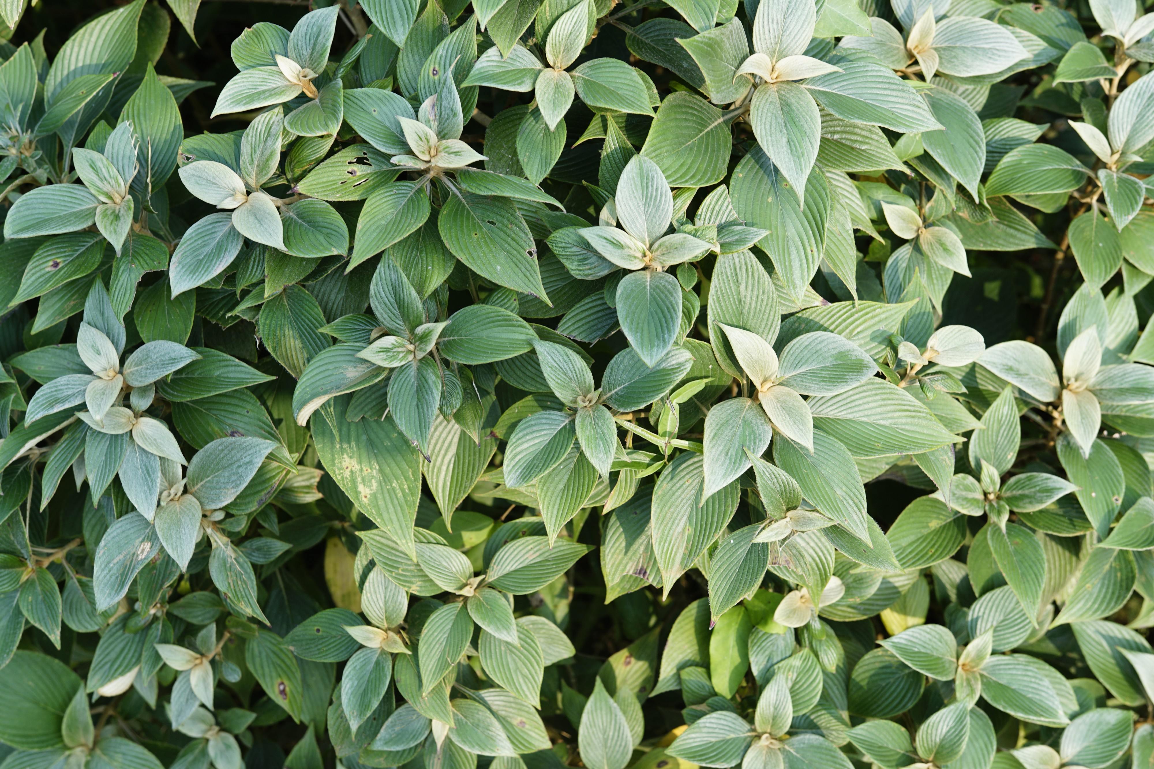 Strobilanthes lanatus 9157
