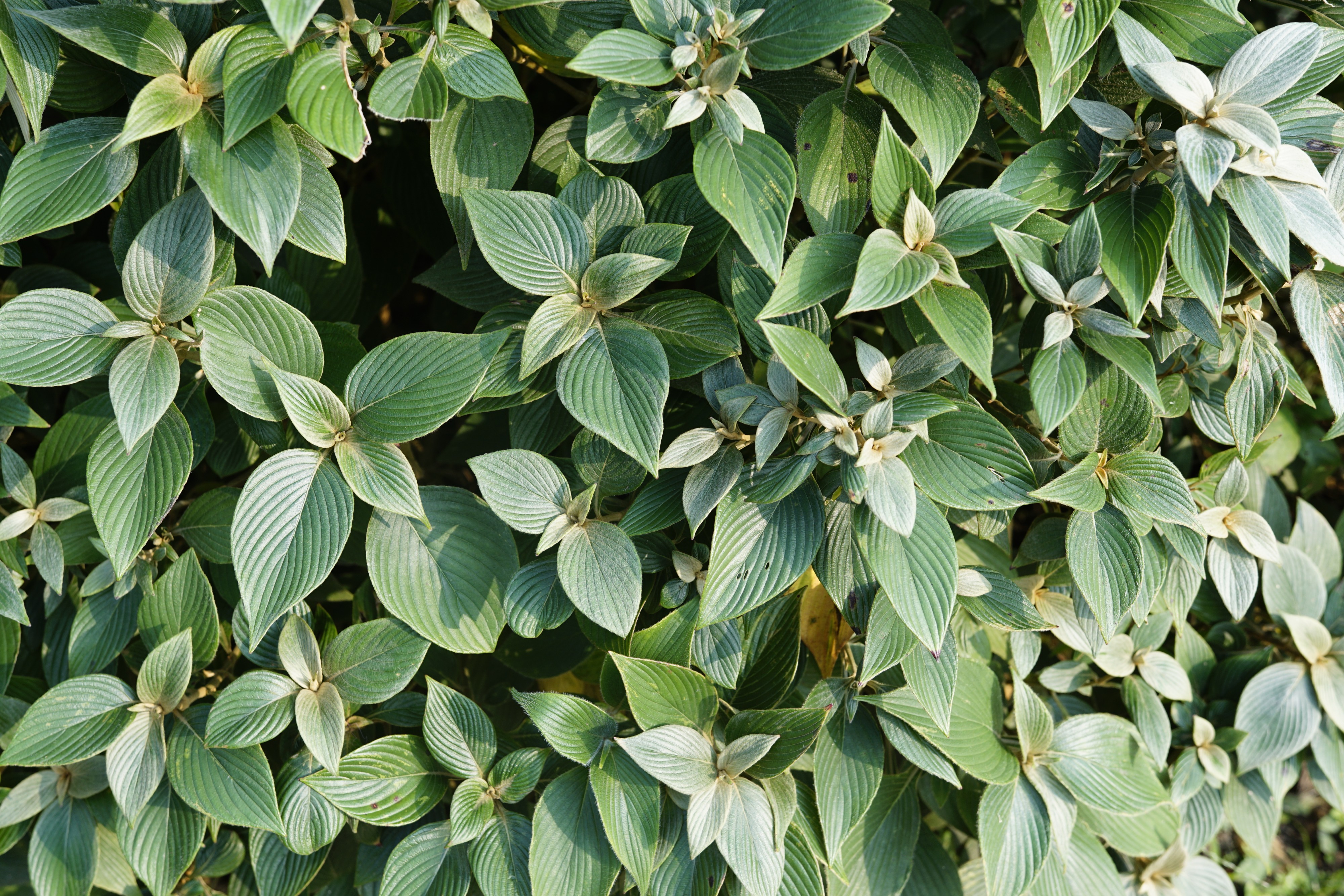 Strobilanthes lanatus 9158