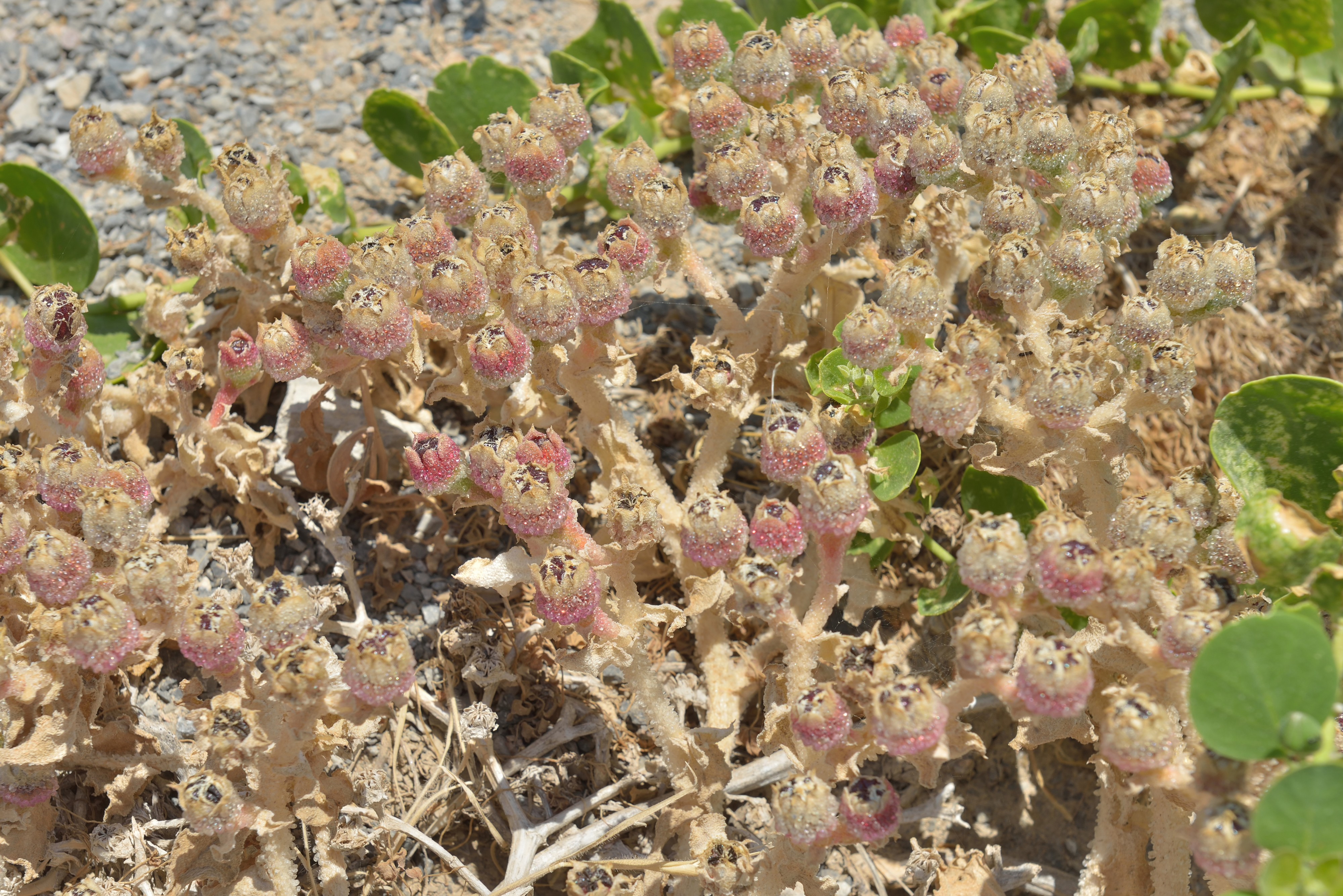 Succulent flowers near Stavromeno-Kokkini Hani