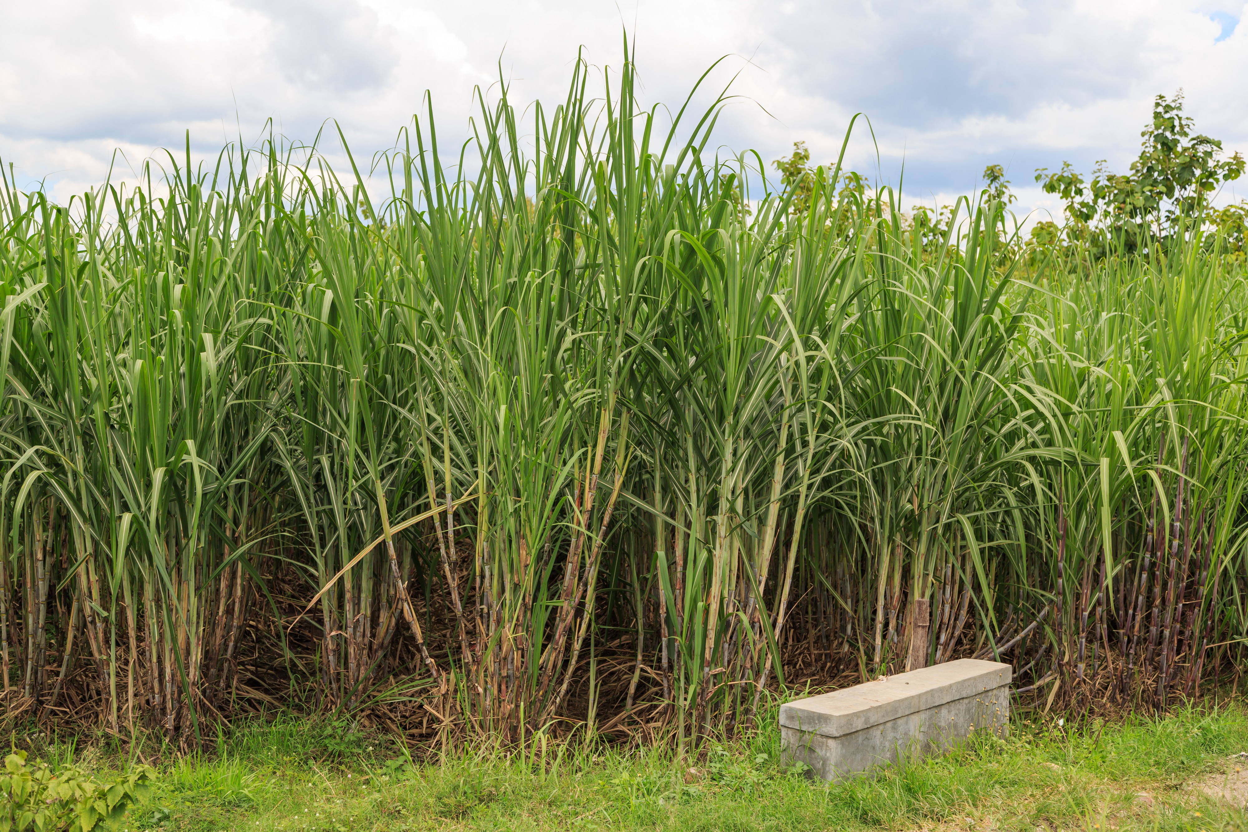Sukoharjo-Regency Indonesia Phragmites-reedbed-01