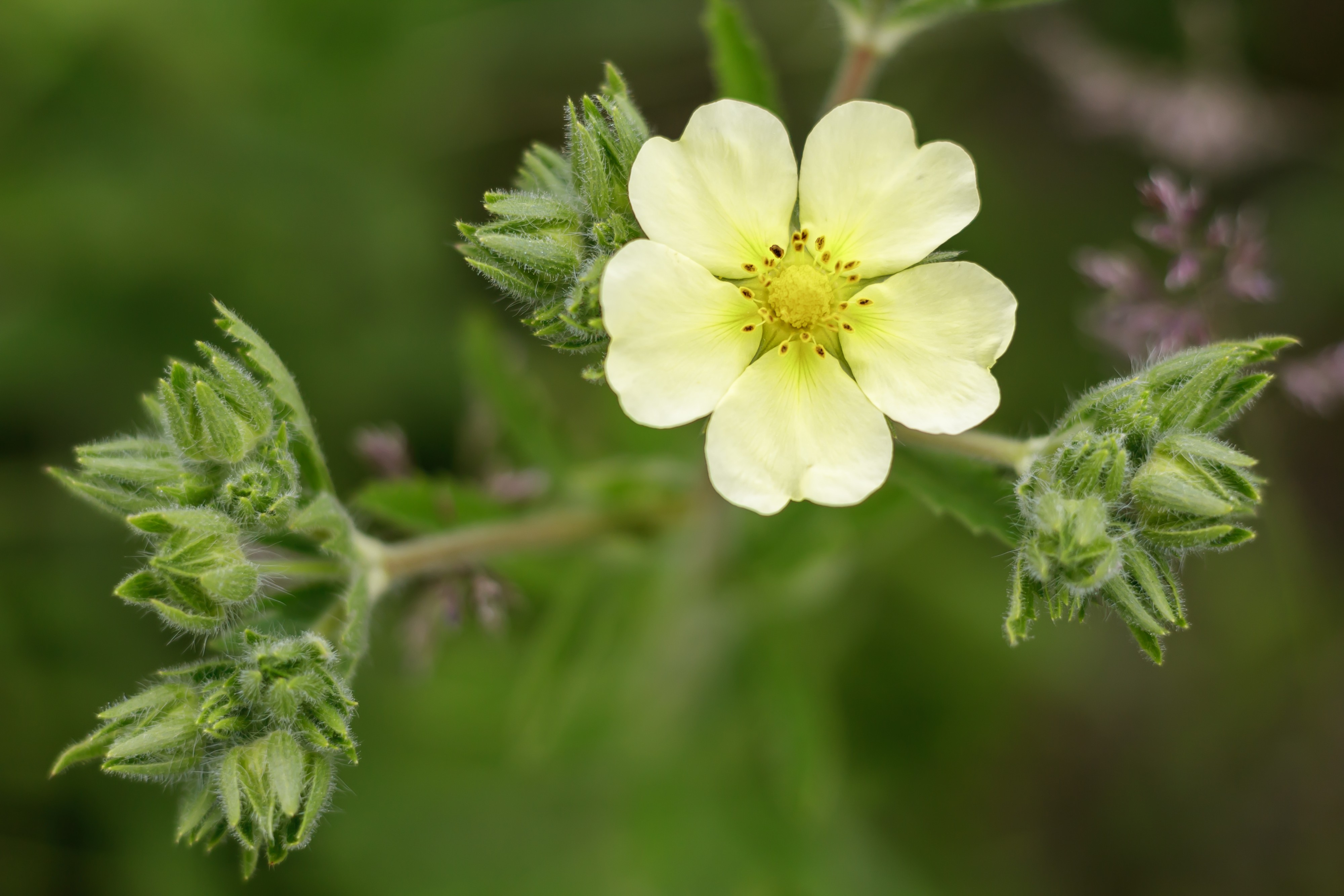 Sulfur Cinquefoil - Introduced - Bullitt County, KY USA (with foliage)
