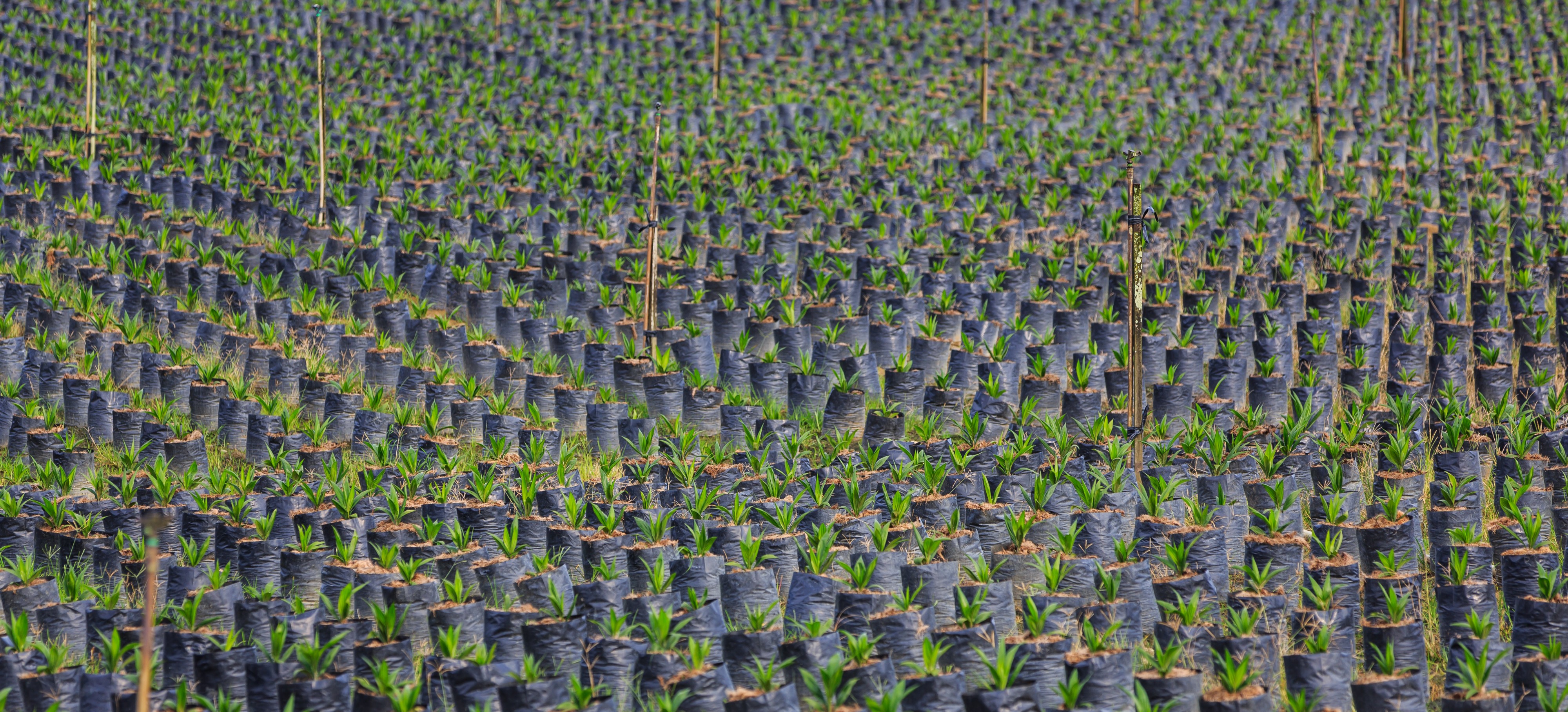 Sungai-Mangis Sabah Tamaco-Oil-Palm-Nursery-02