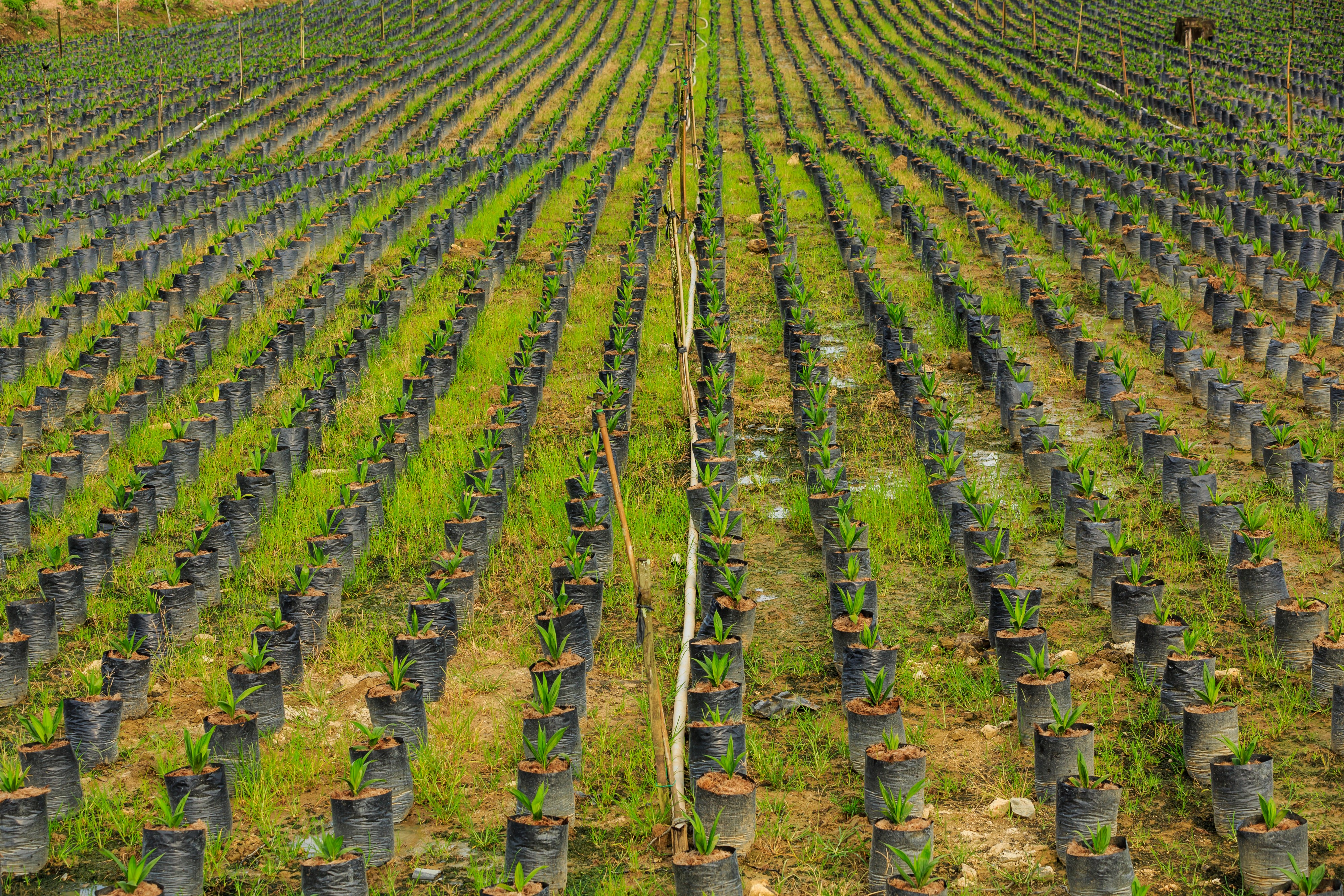 Sungai-Mangis Sabah Tamaco-Oil-Palm-Nursery-03