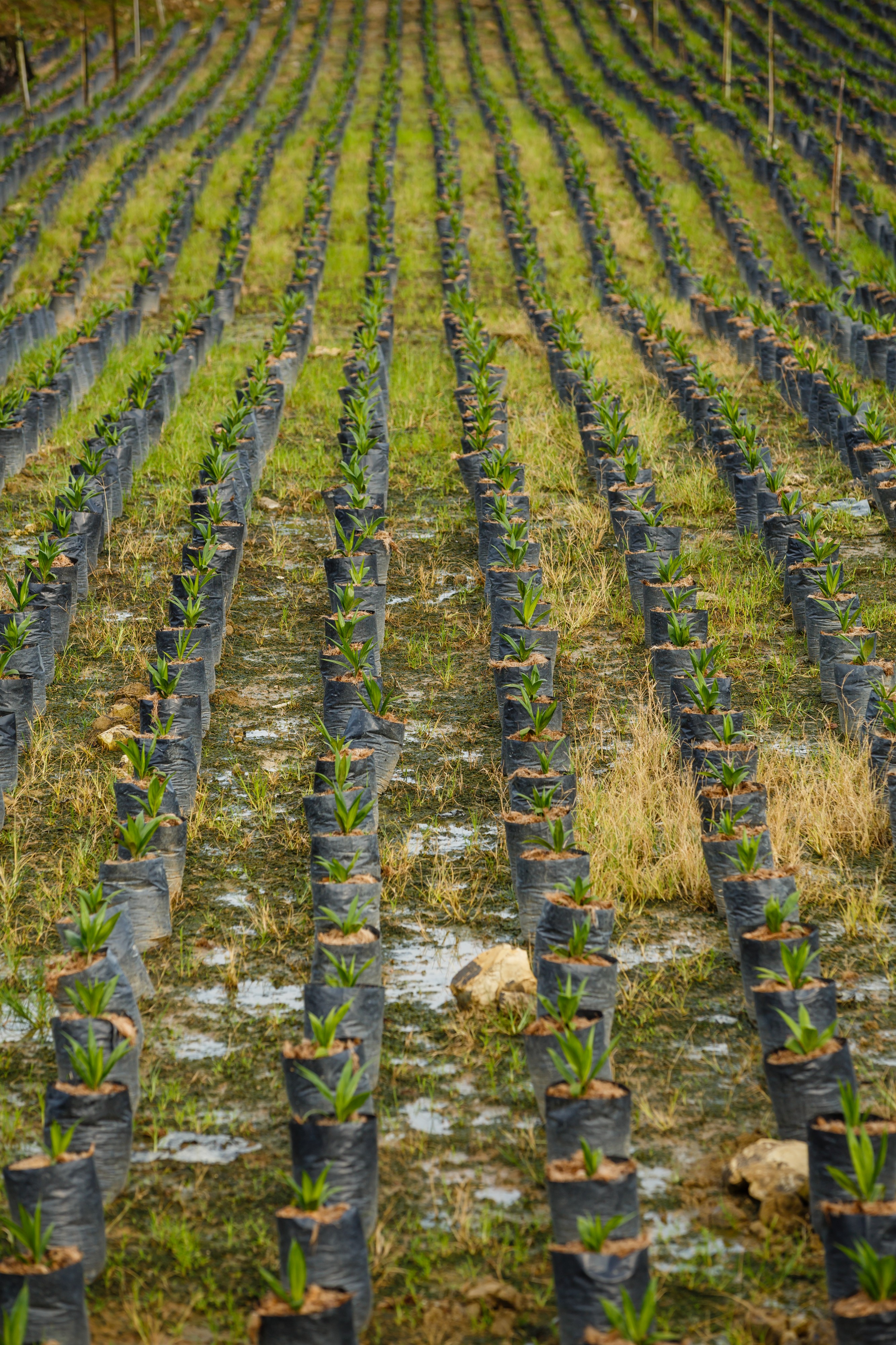 Sungai-Mangis Sabah Tamaco-Oil-Palm-Nursery-05