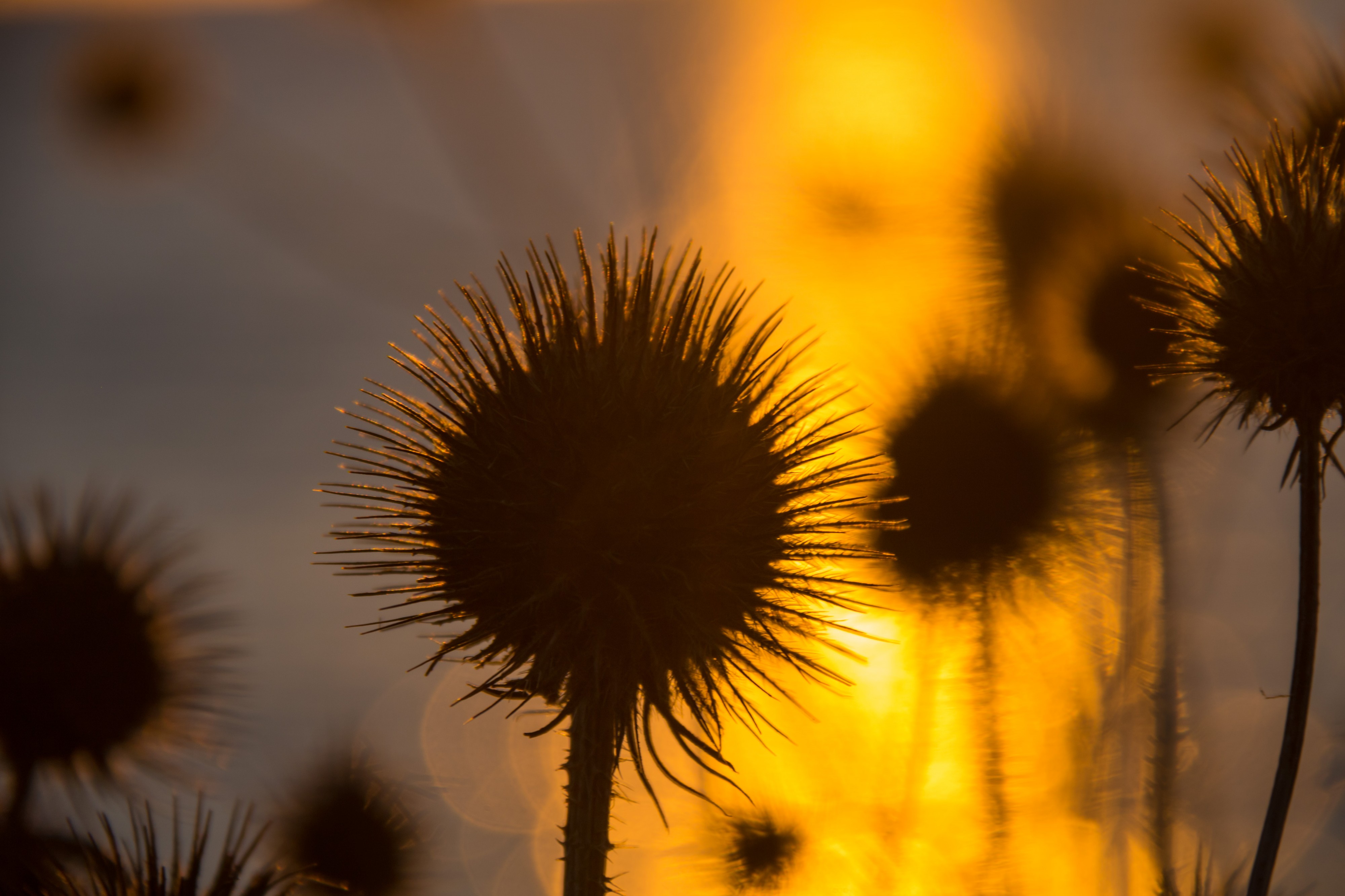 Sunset light (31297602825)
