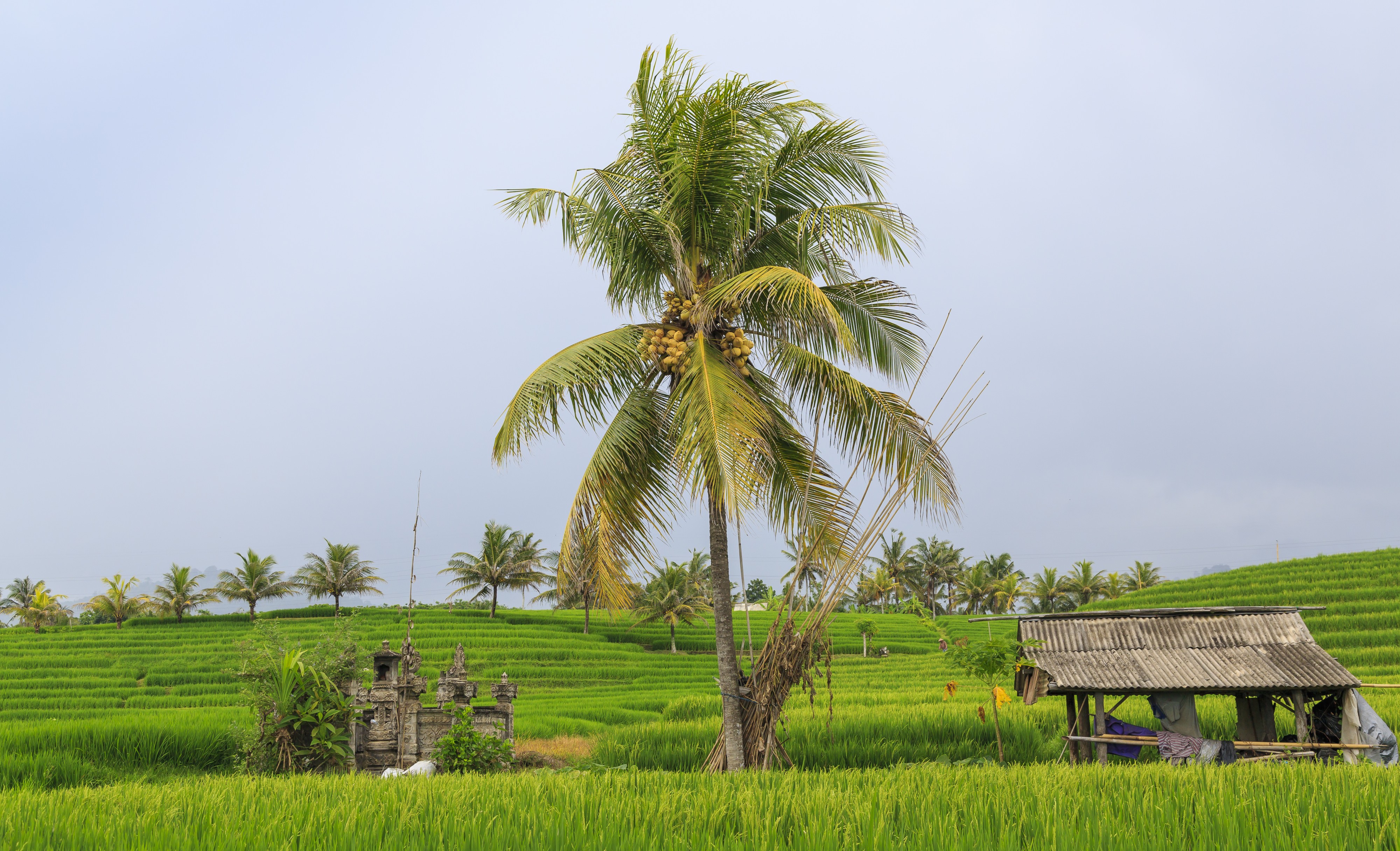 Tabanan-Regency Indonesia Rice-paddies-02