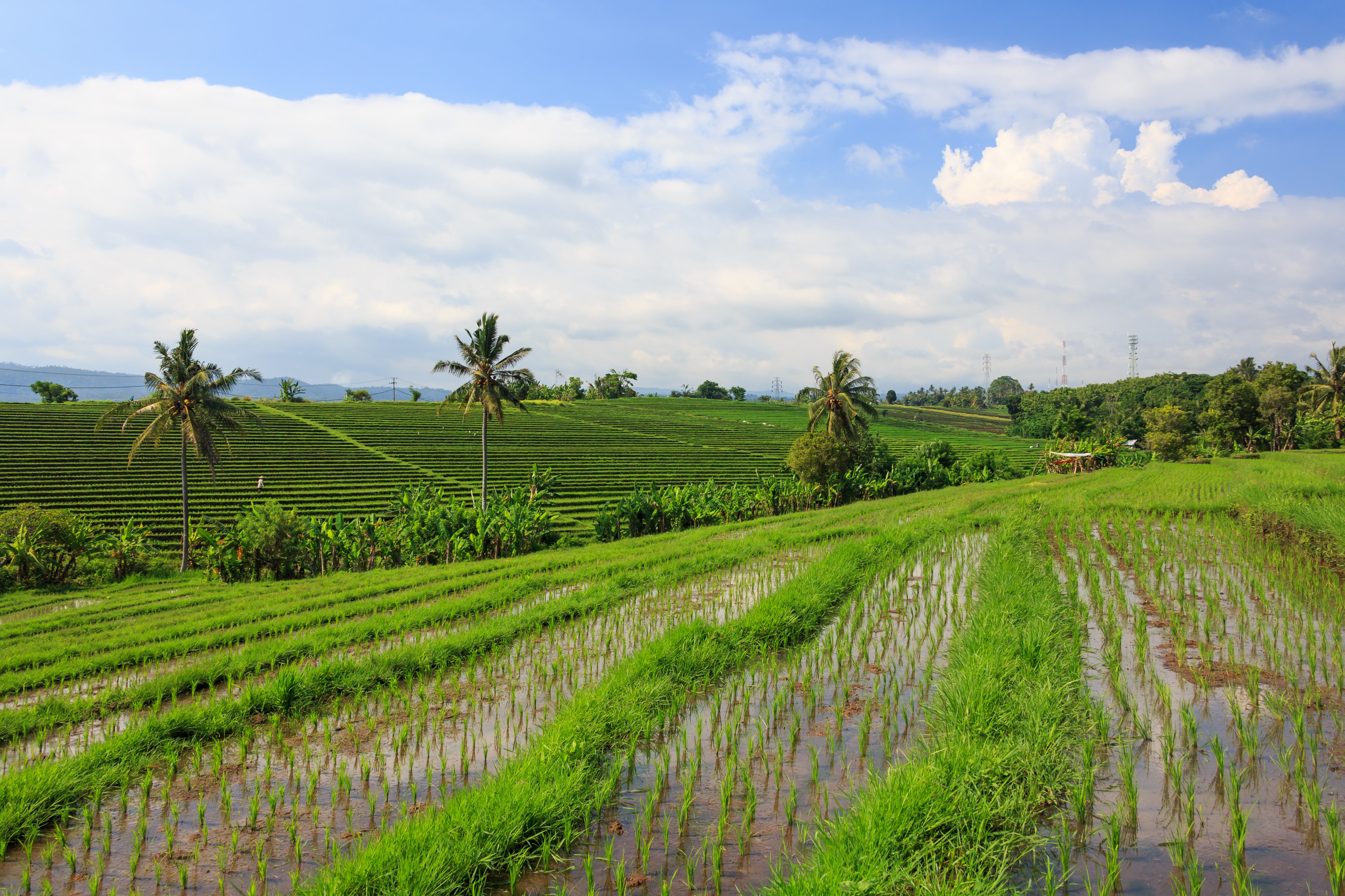 Tabanan-Regency Indonesia Rice-paddies-05