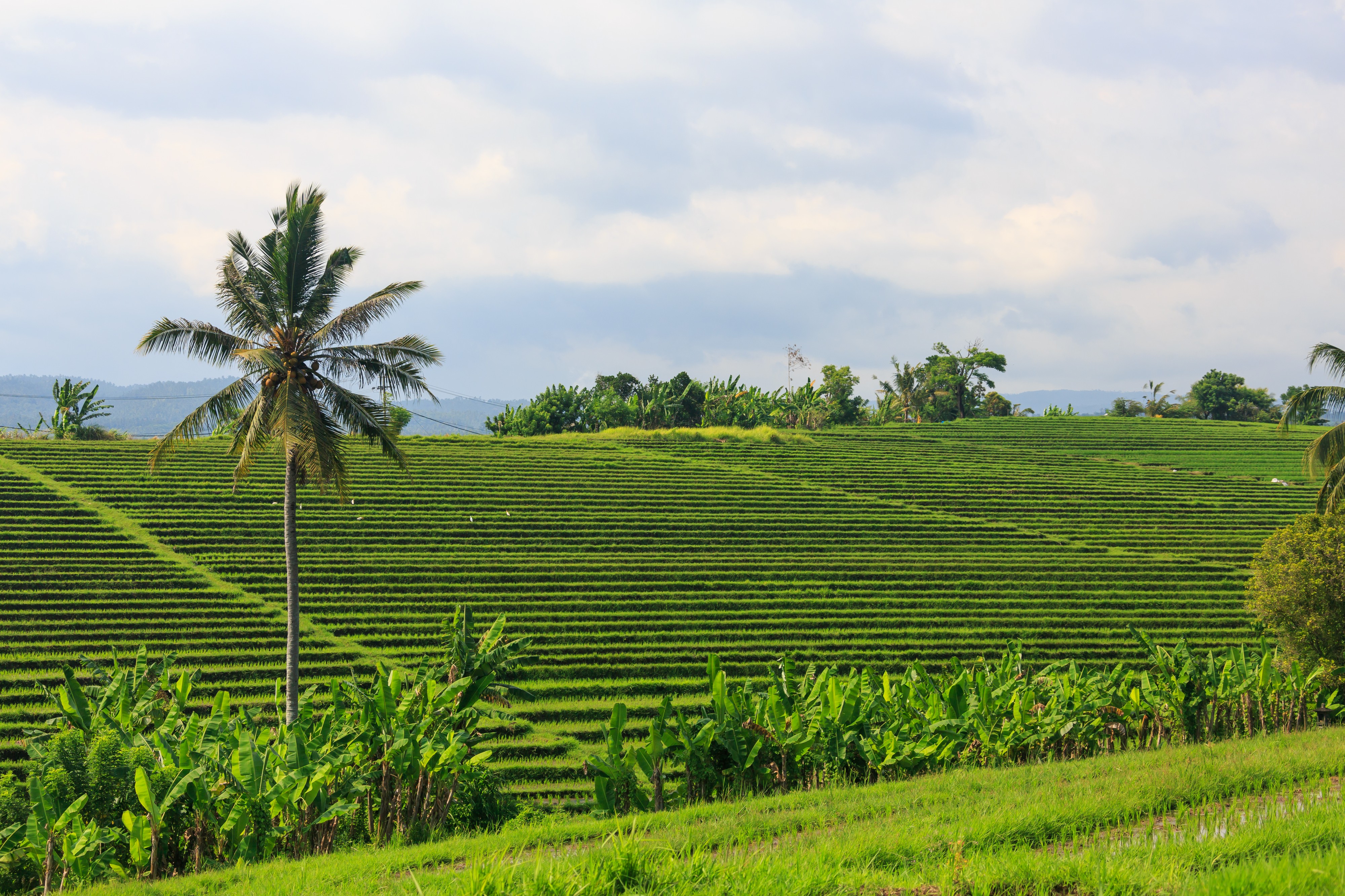 Tabanan-Regency Indonesia Rice-paddies-06