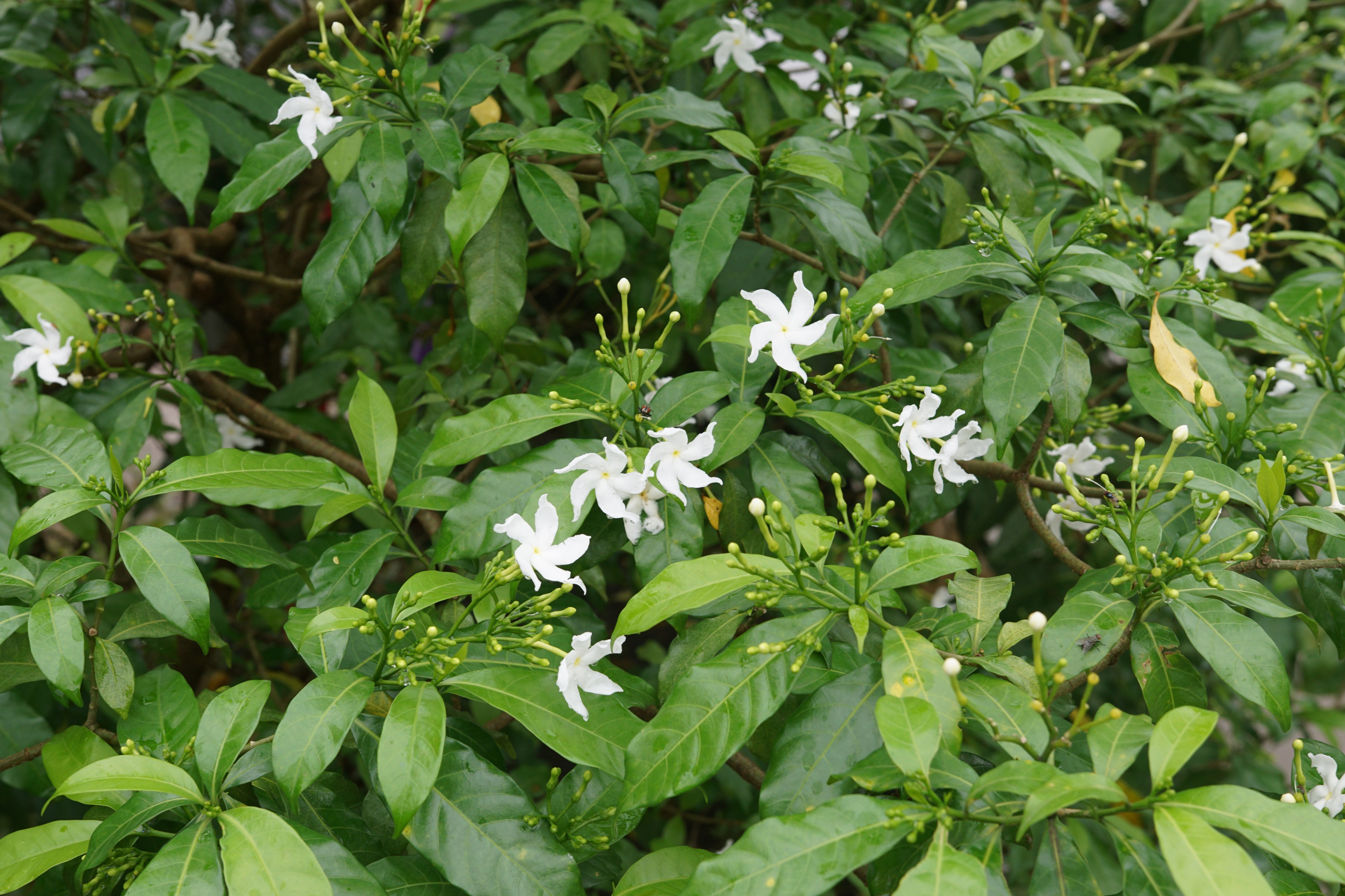 Tabernaemontana divaricata 05010