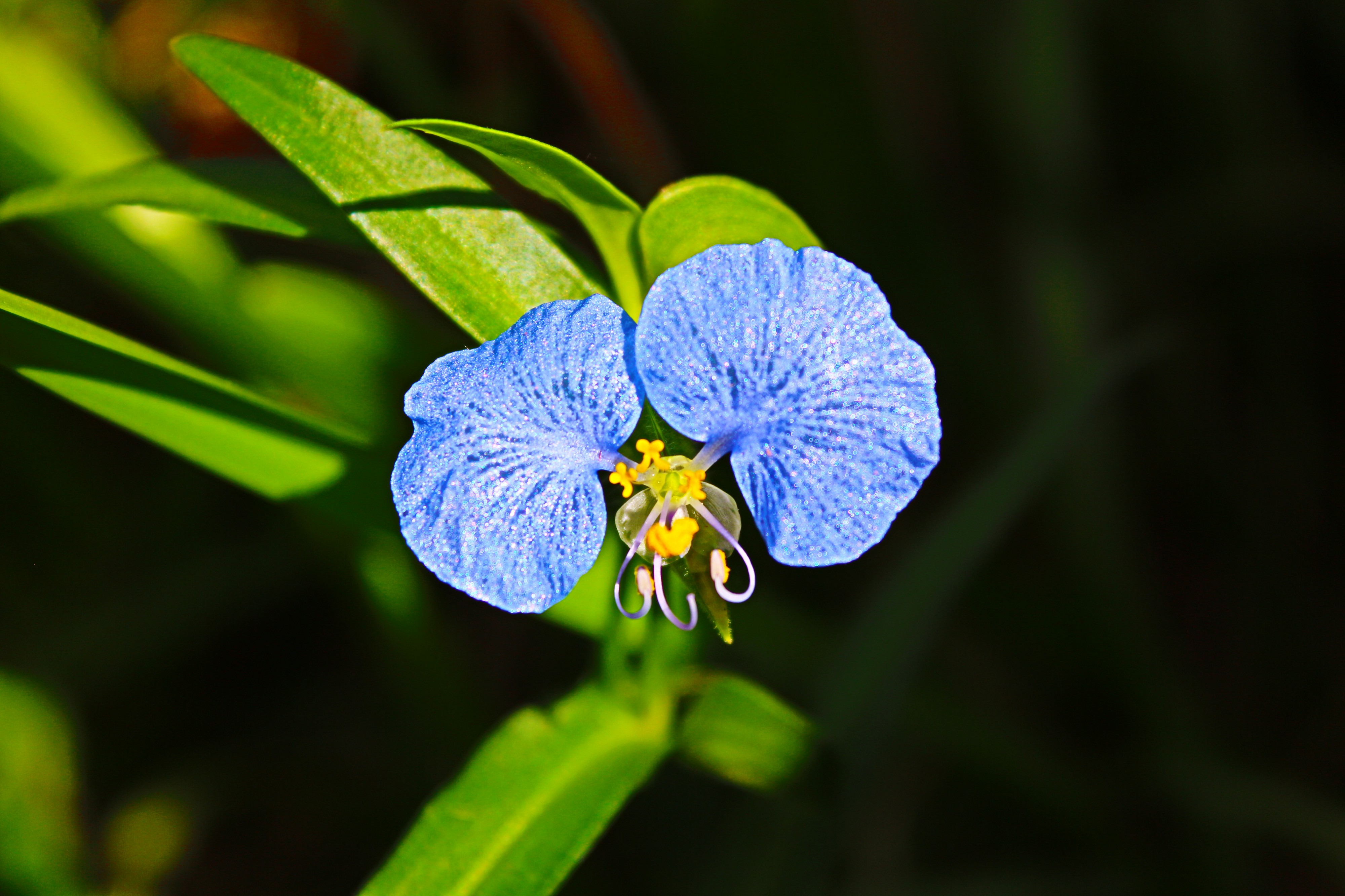 TexanFlower