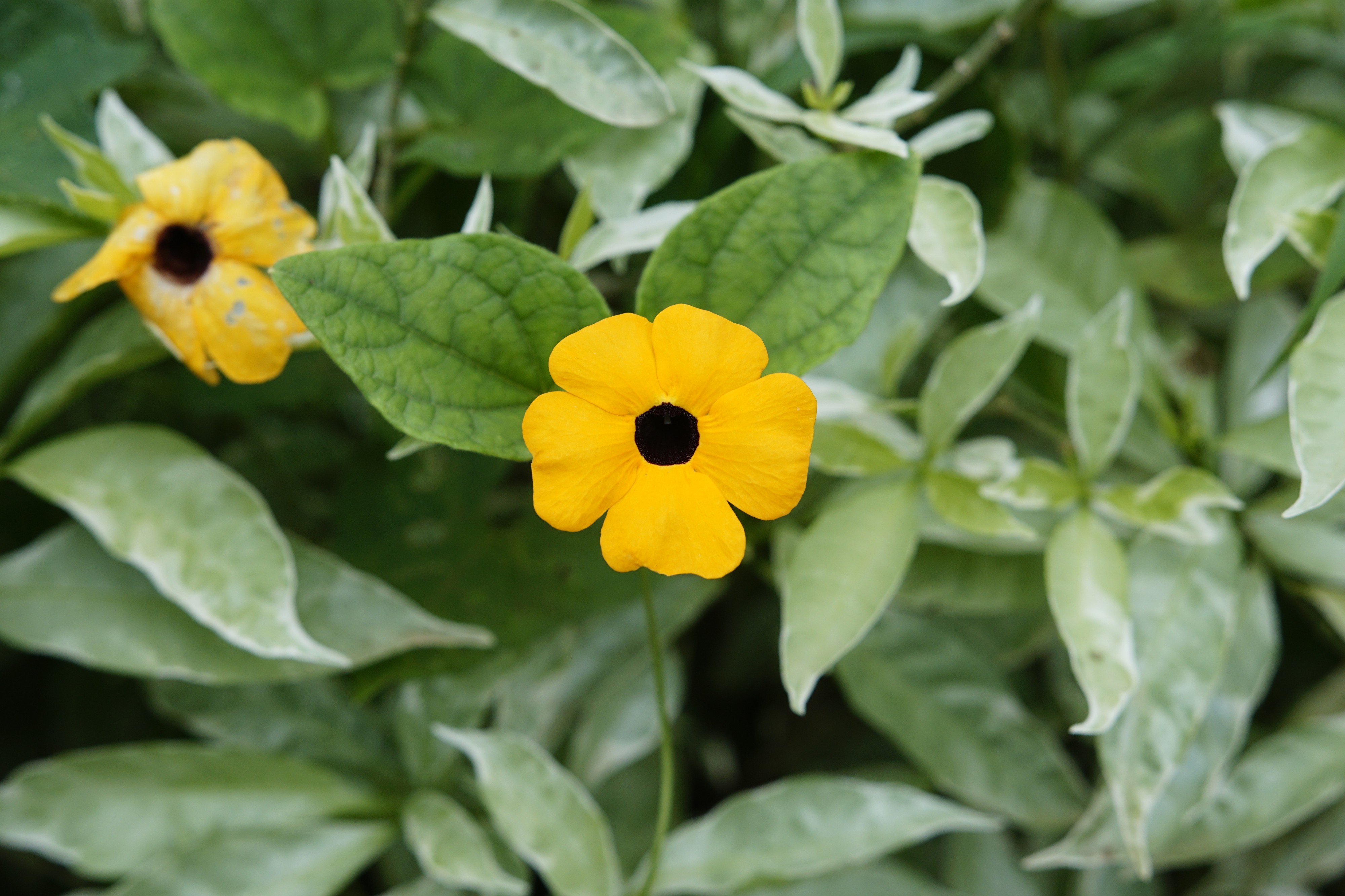 Thunbergia alata 2904