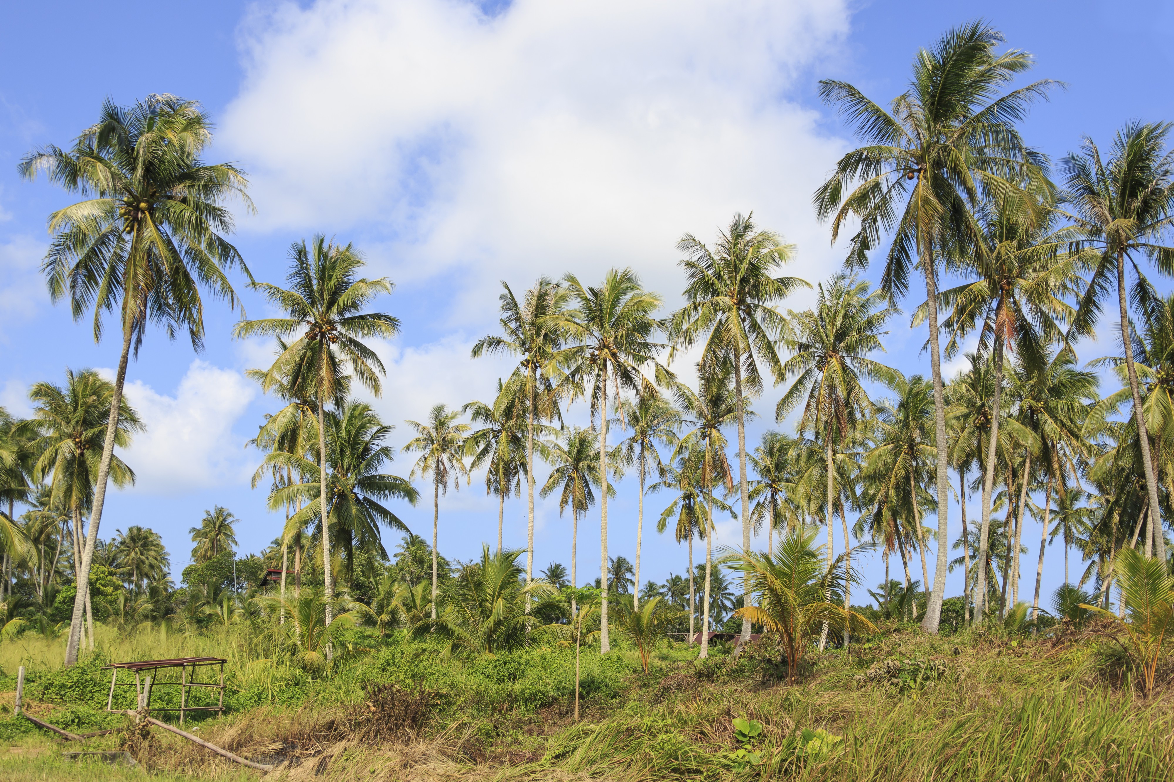 Tiga-Papan Sabah Coconut-trees-02