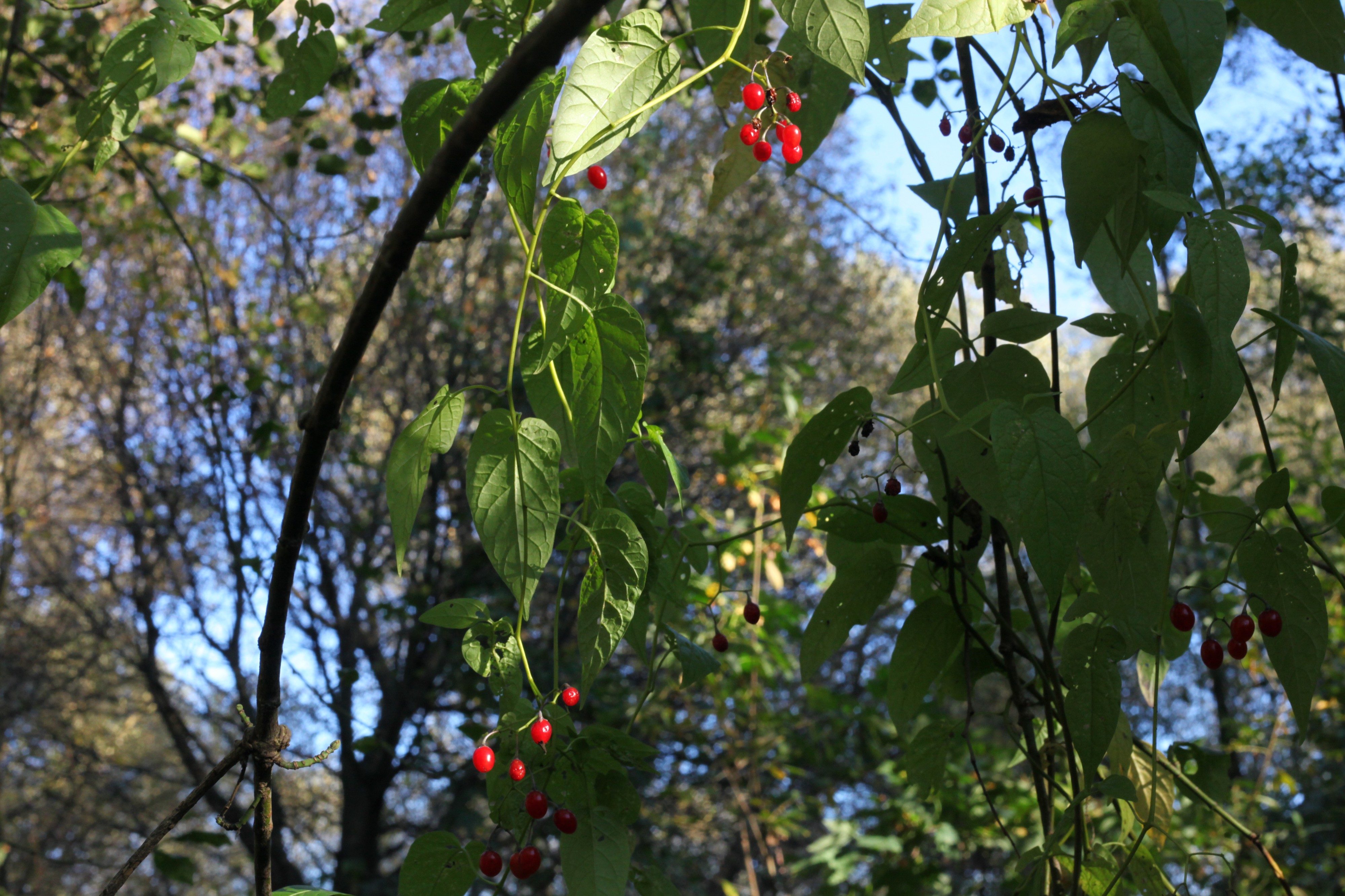 trees and bush in Lviv region of Ukraine, photo 3