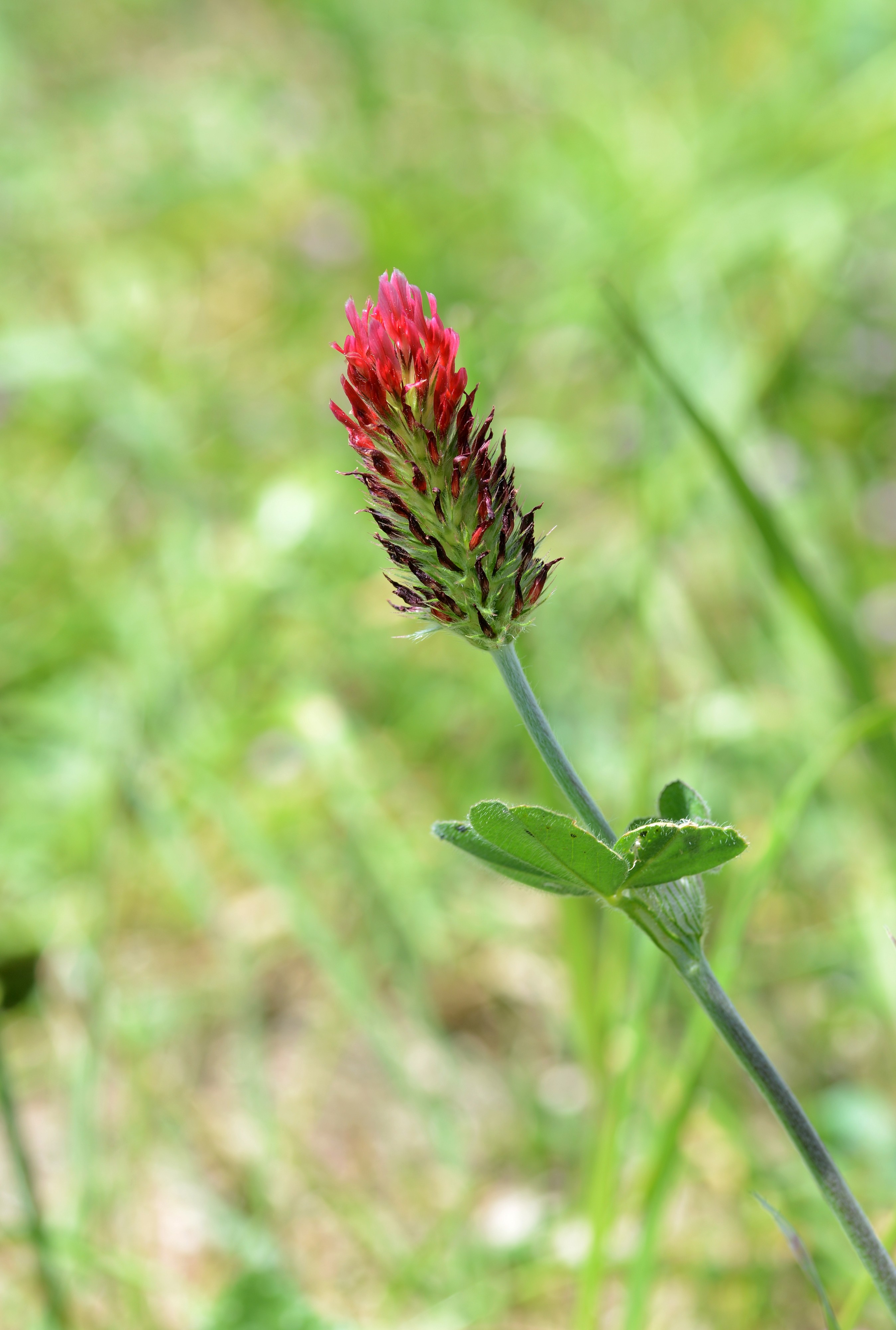 Trifolium May 2014-1