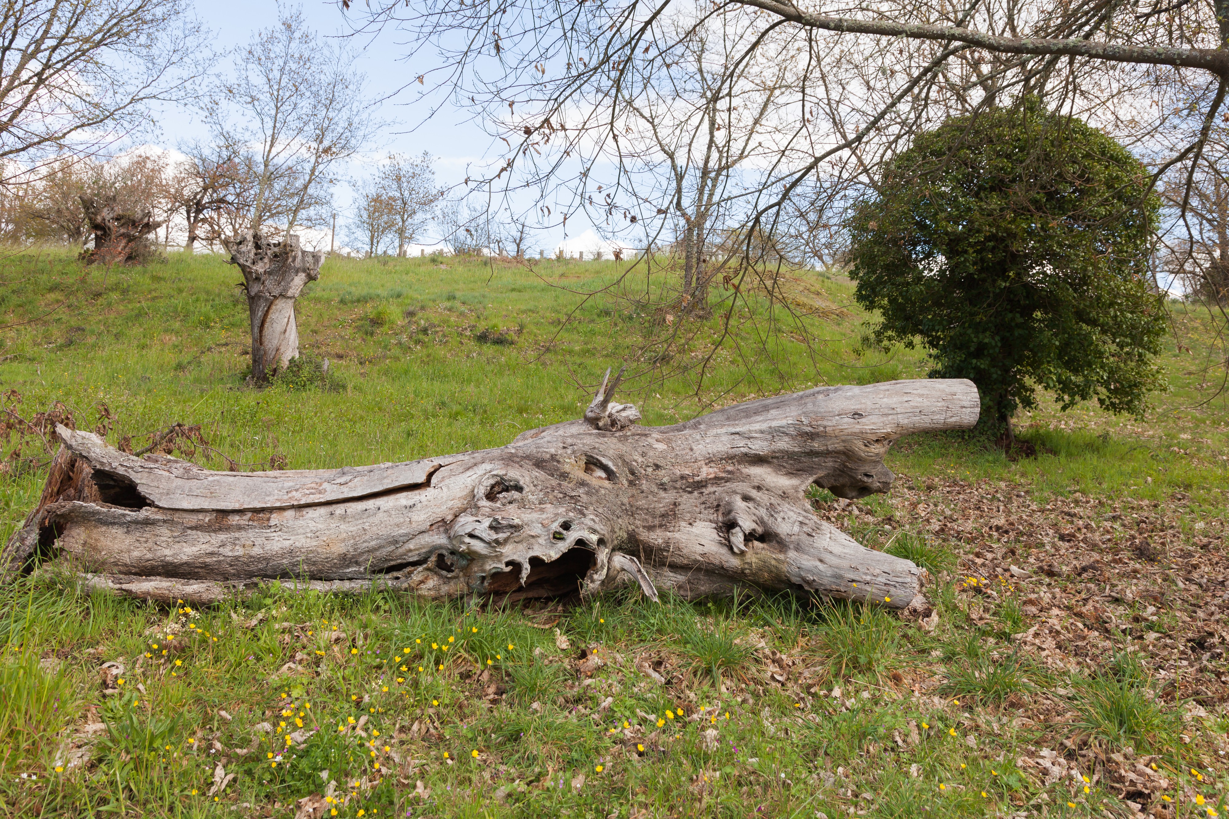 Tronco de Castanea sativa.Trasalba. Amoeiro. Galiza