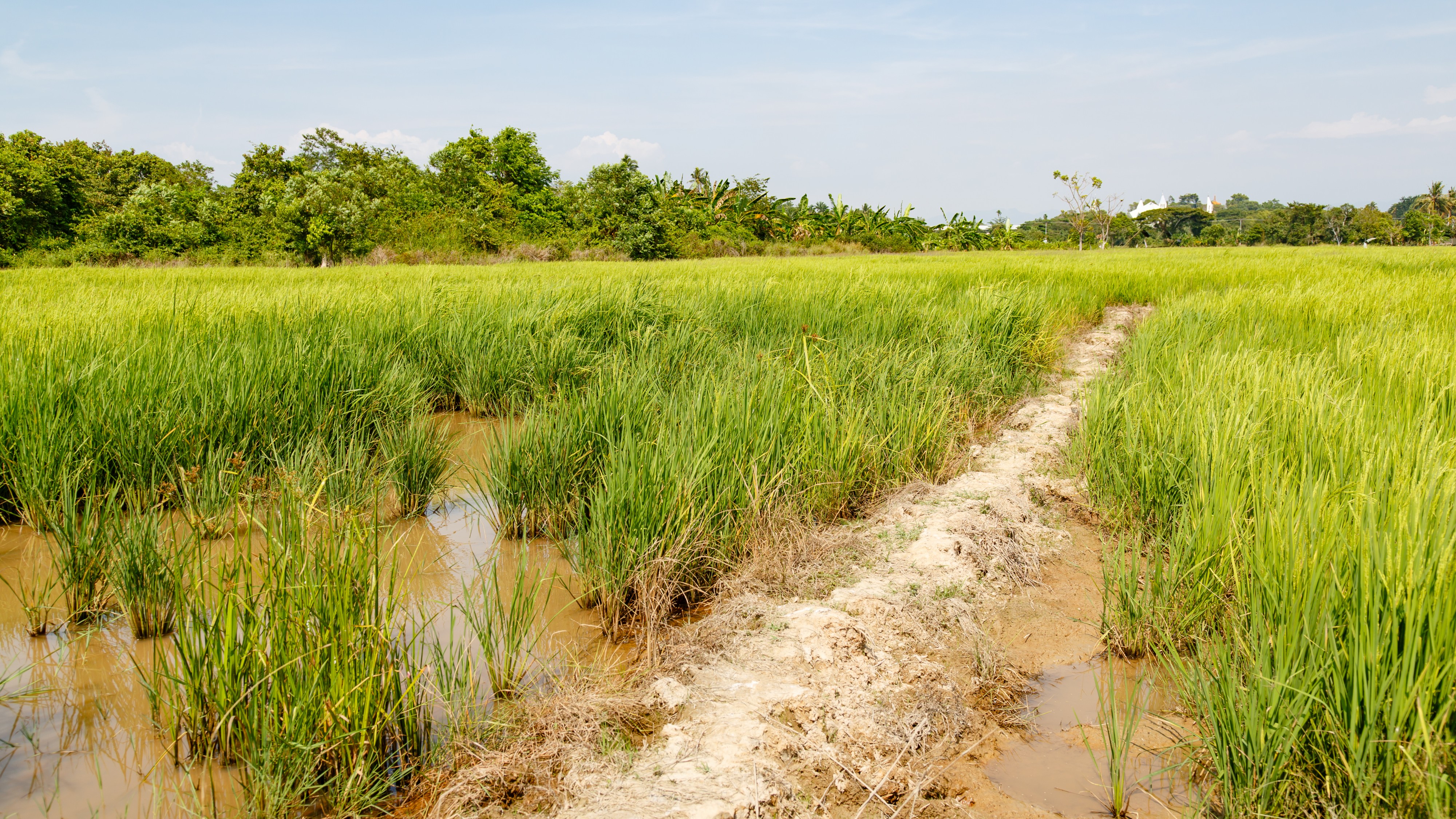 Tuaran Sabah Rice-paddies-01
