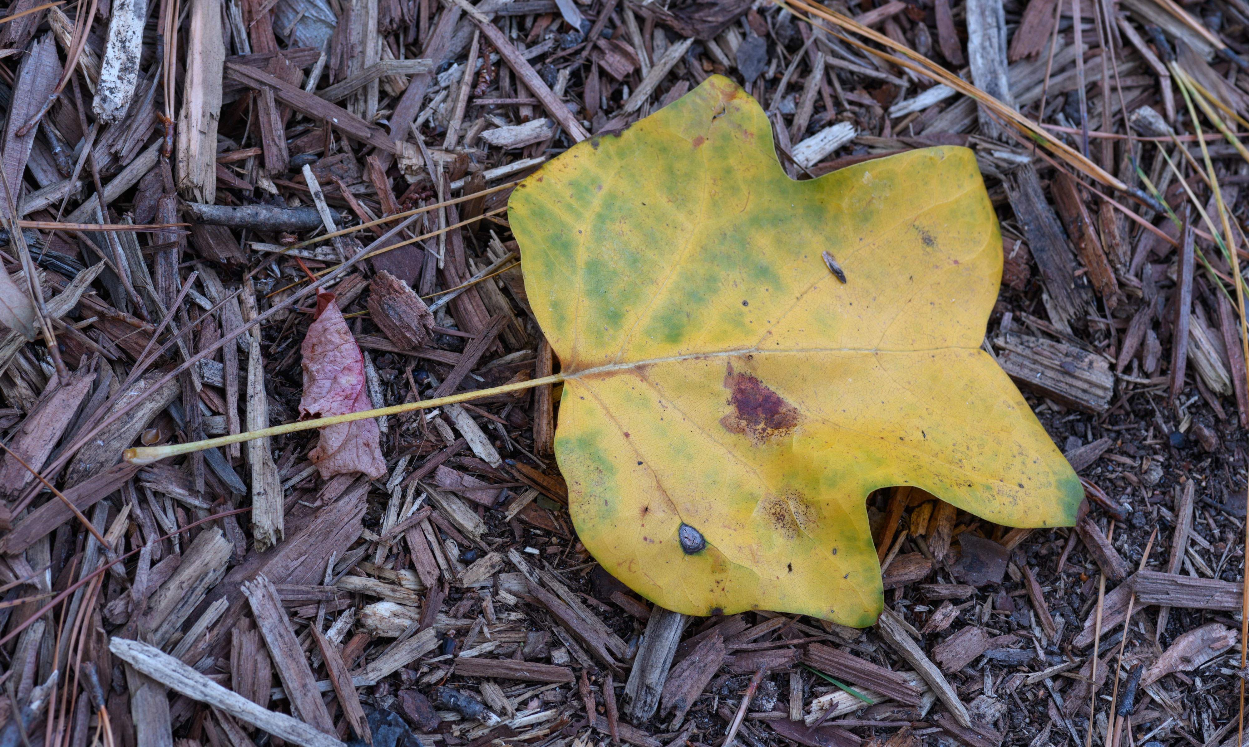 Tulip Tree Leaf - Winter NBG