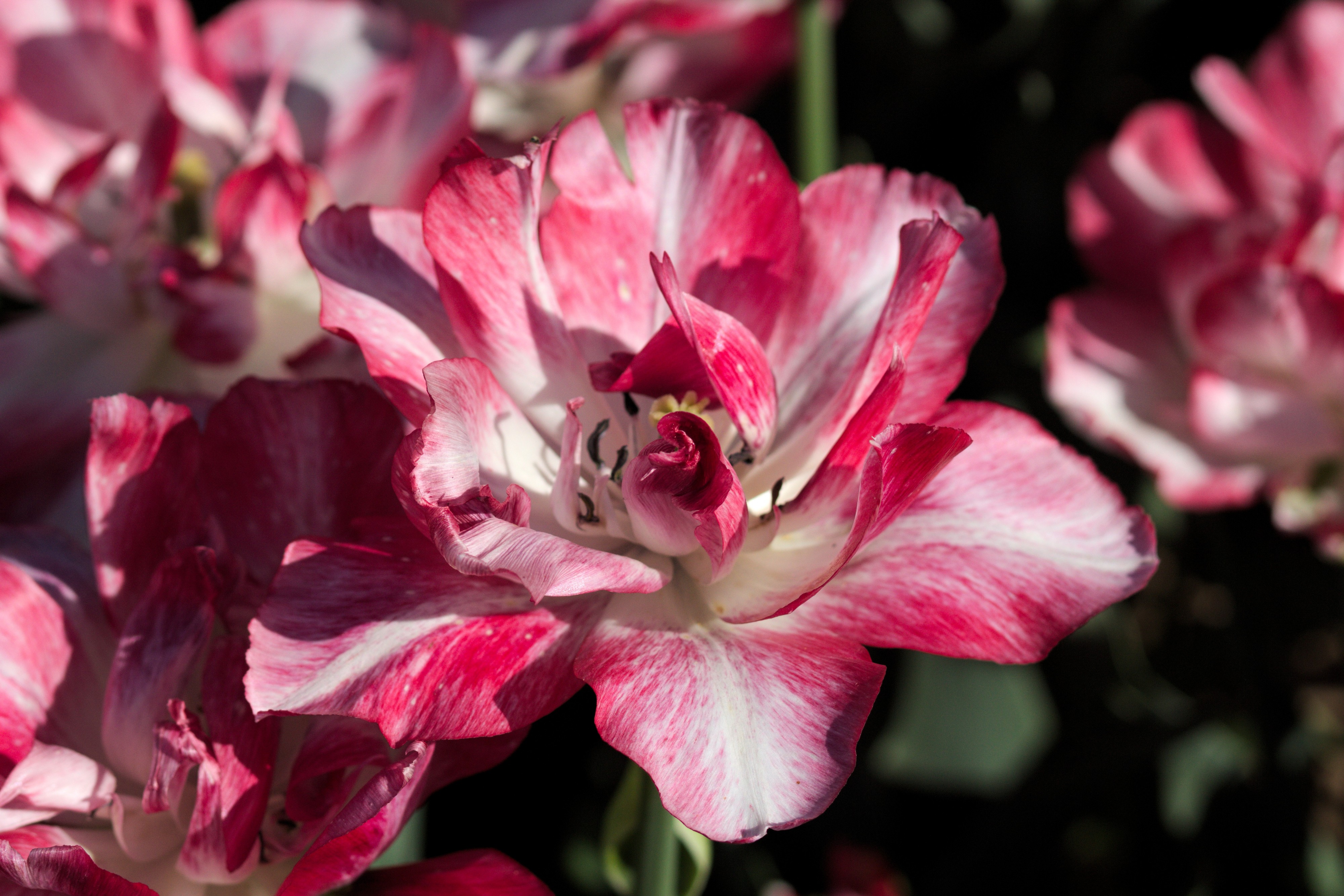 Tulipa 'Cartouche' 2017 02