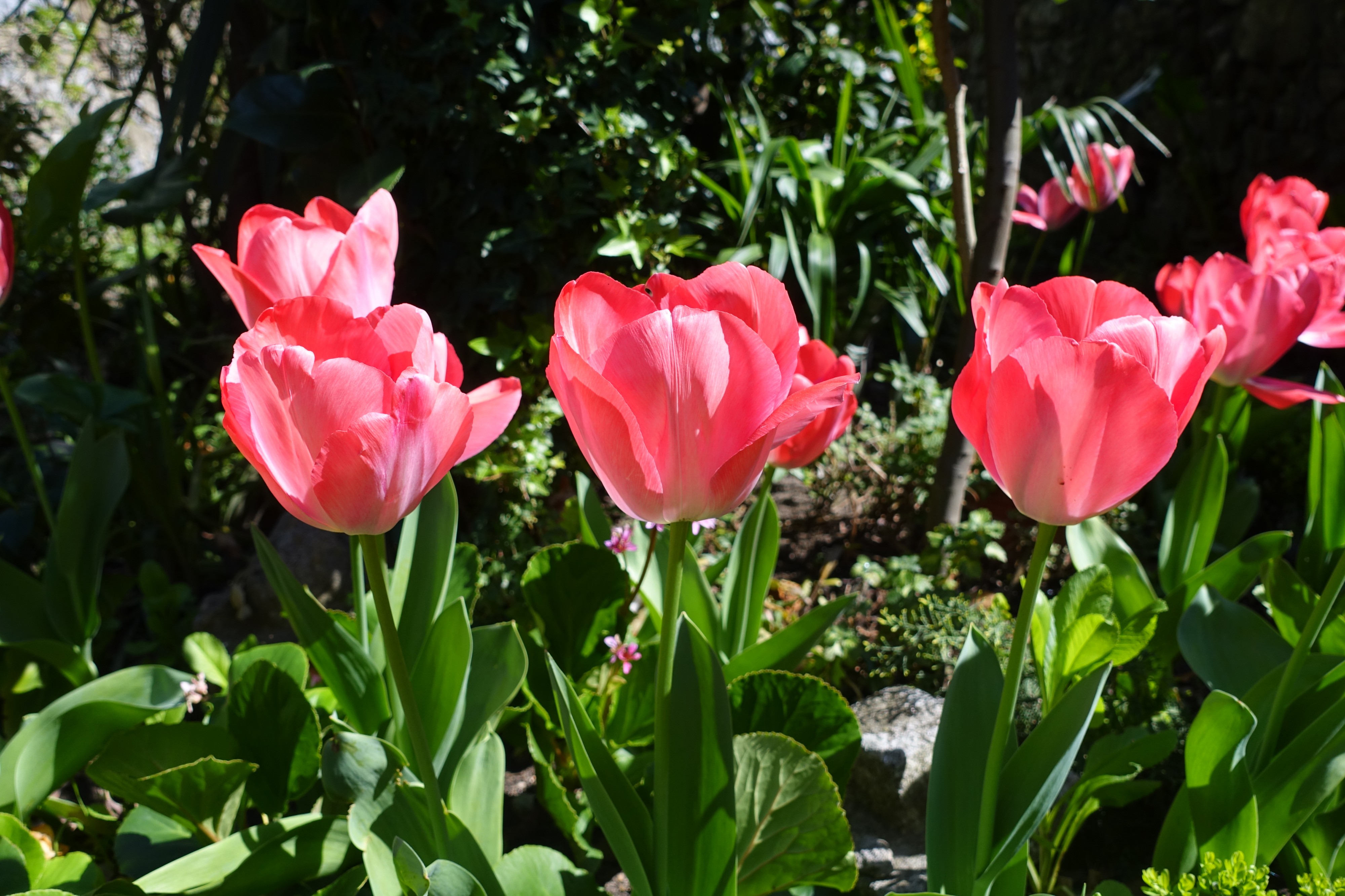 Tulipa in Braga (3)