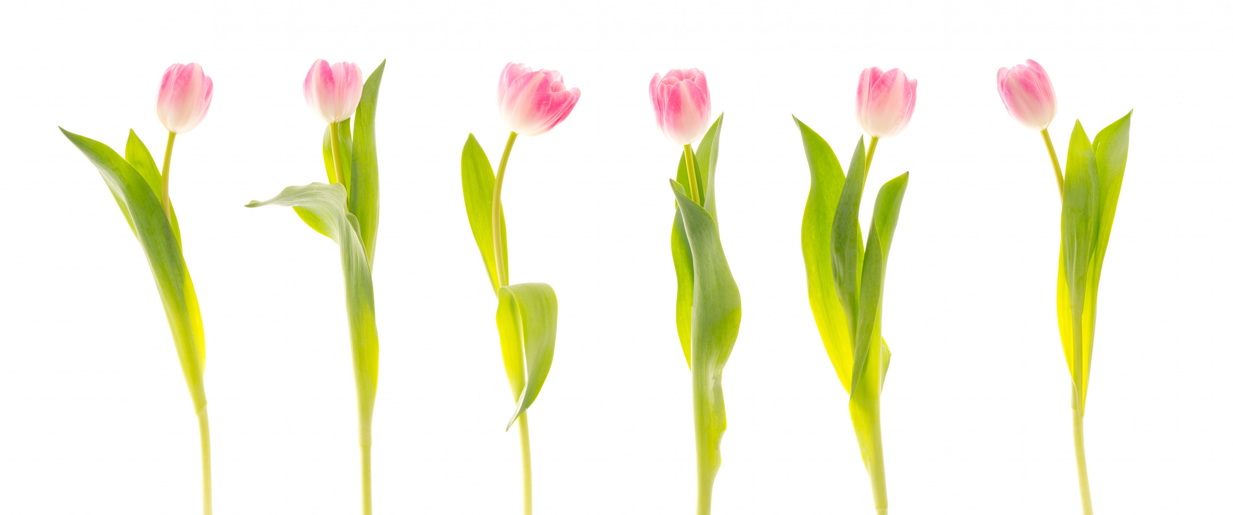 Tulips (5527679674)