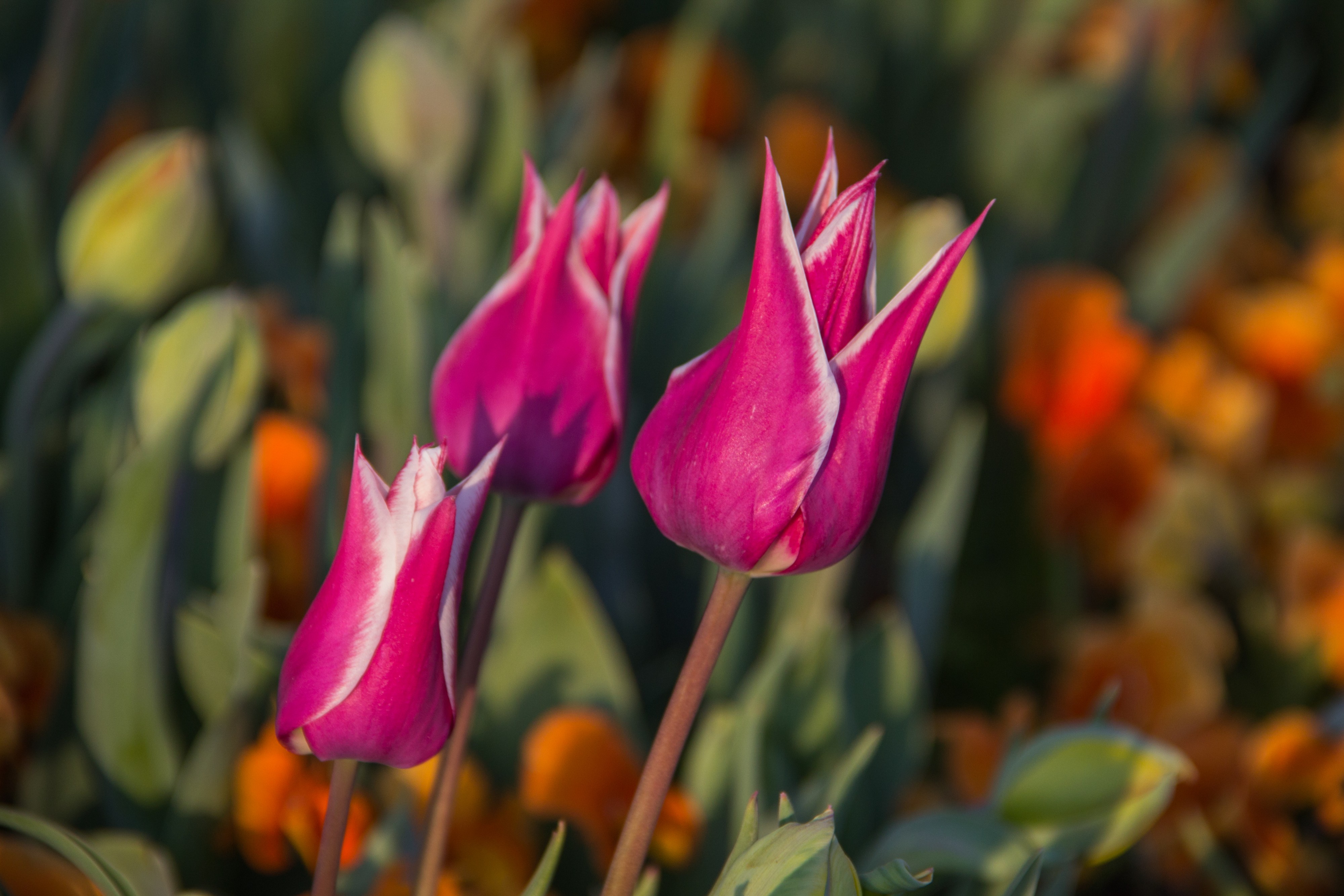 Tulips - panoramio (4)