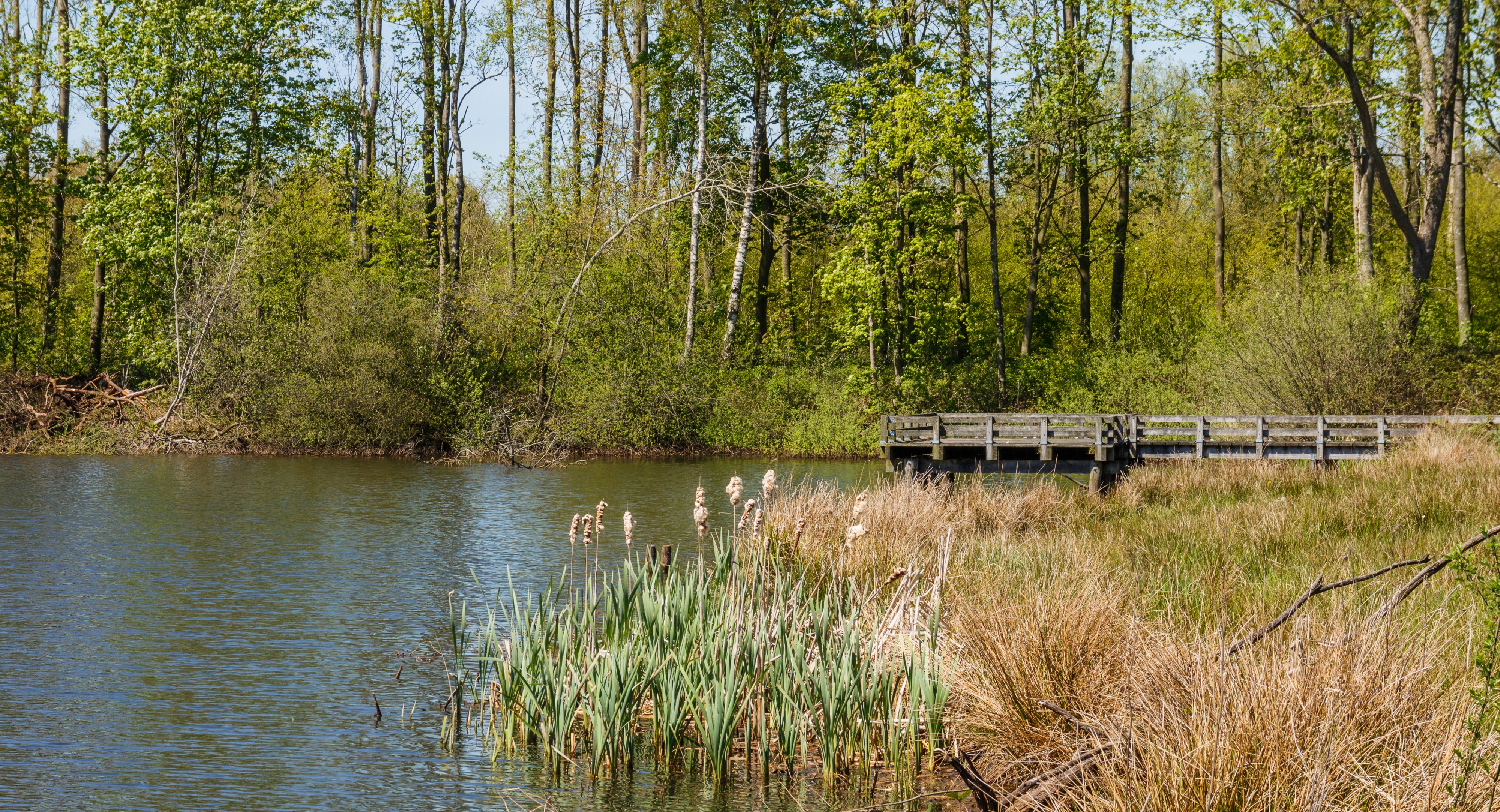 Uitzicht over de Bekhofplas. Locatie, natuurterrein Beekdal Linde Bekhofplas 04