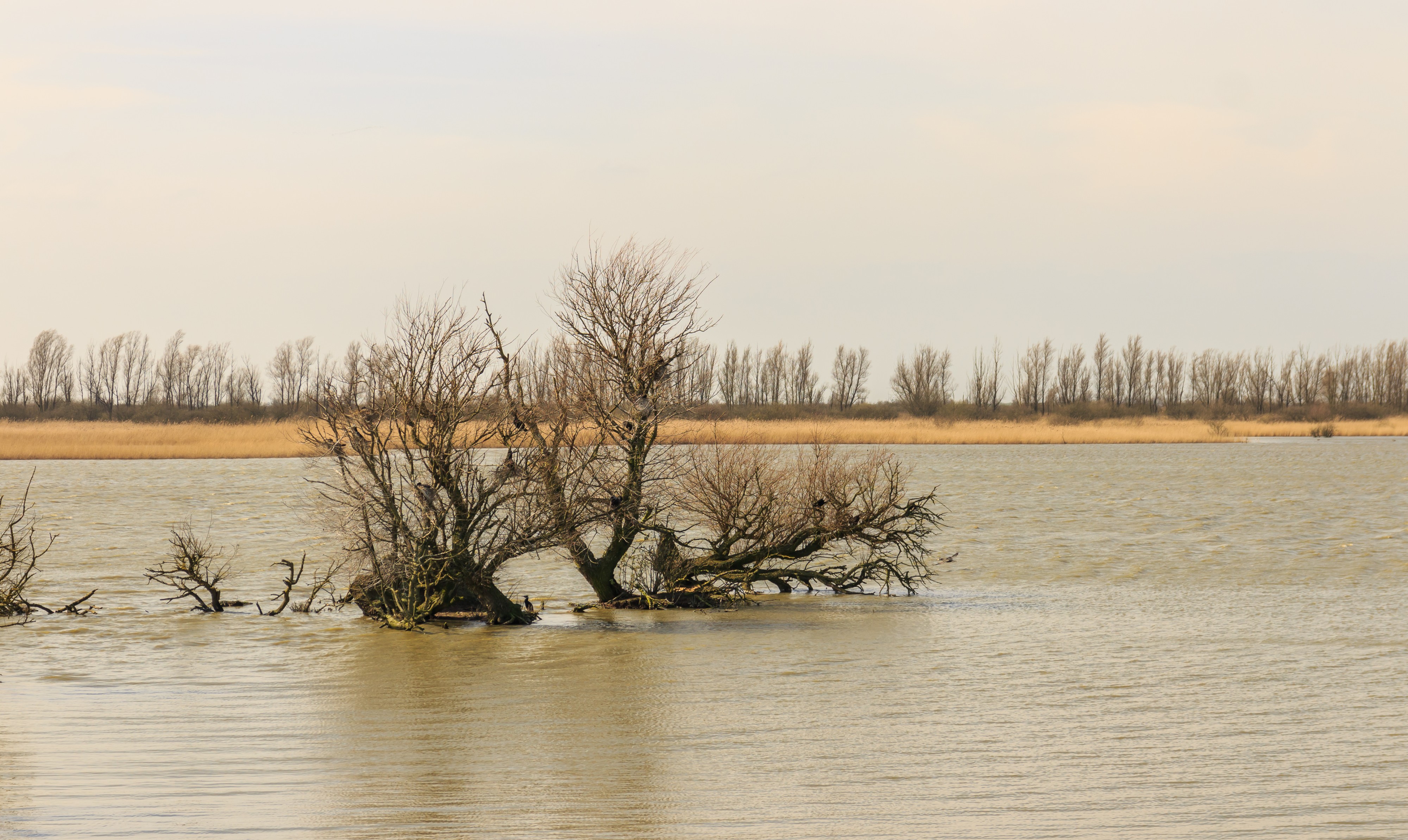 Uitzicht vanuit vogelkijkhut De Schollevaar. Locatie, Oostvaardersplassen 06