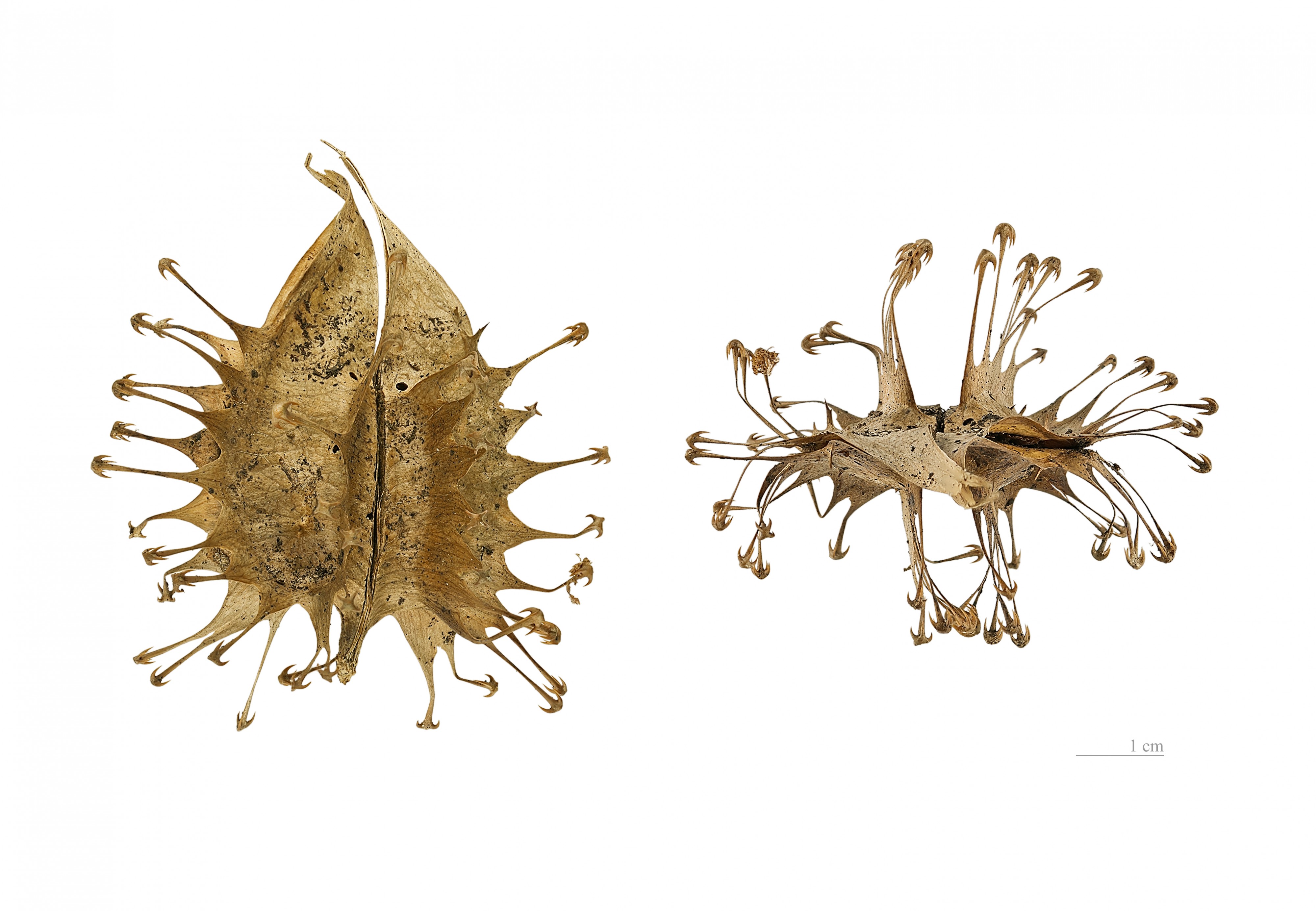 Uncarina ankaranensis MHNT