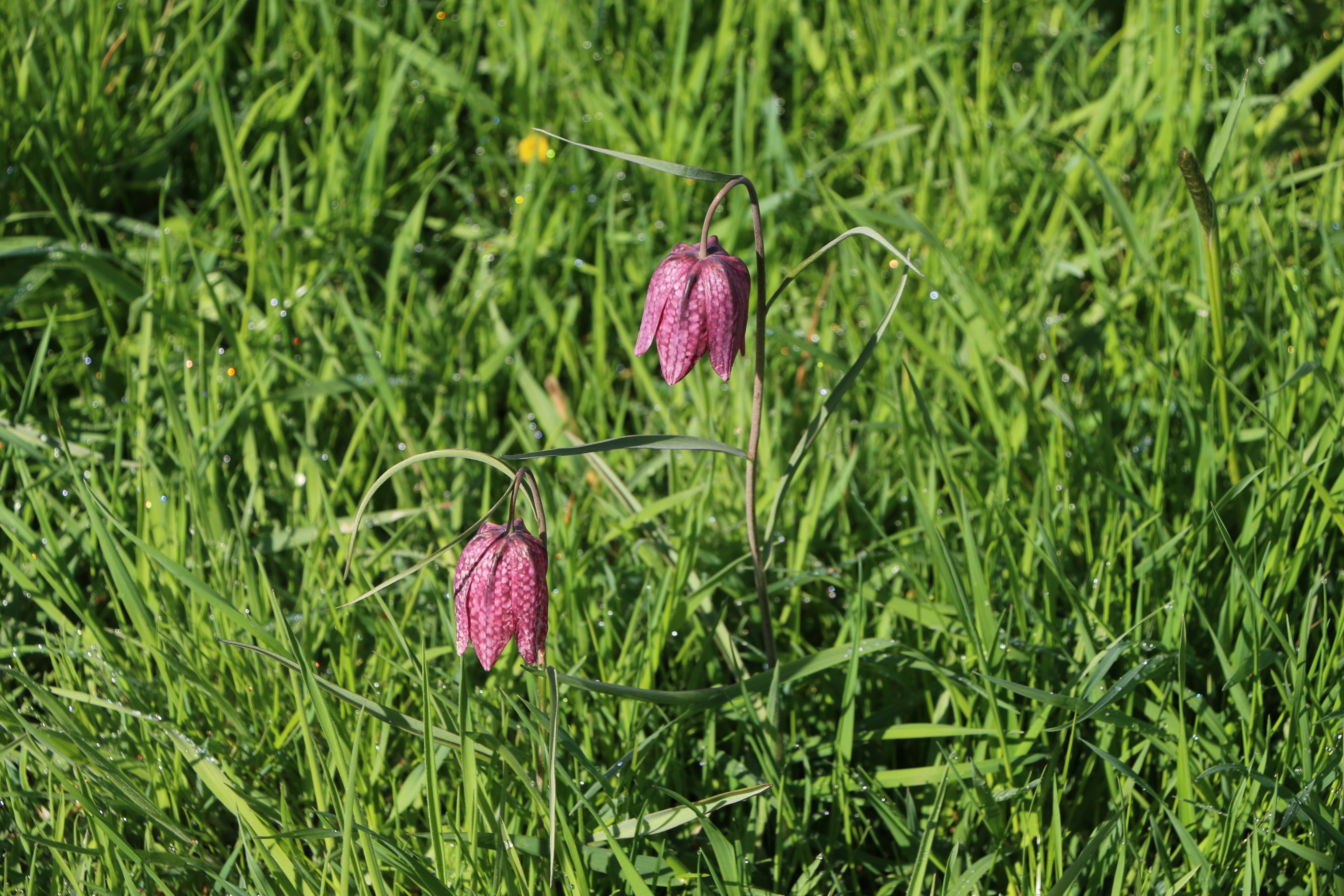 Untere Seeveniederung 9