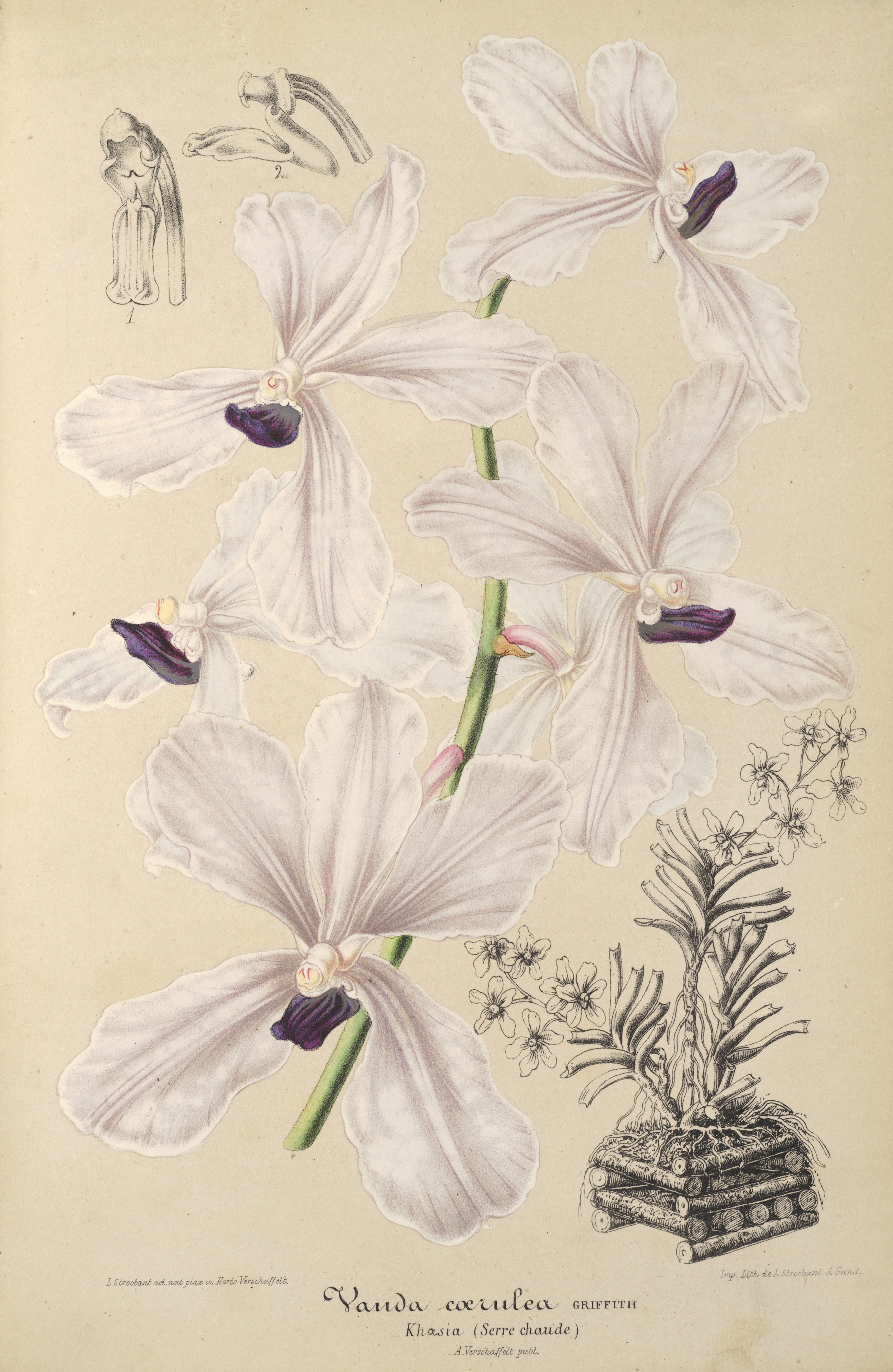 Vanda coerulea drawing