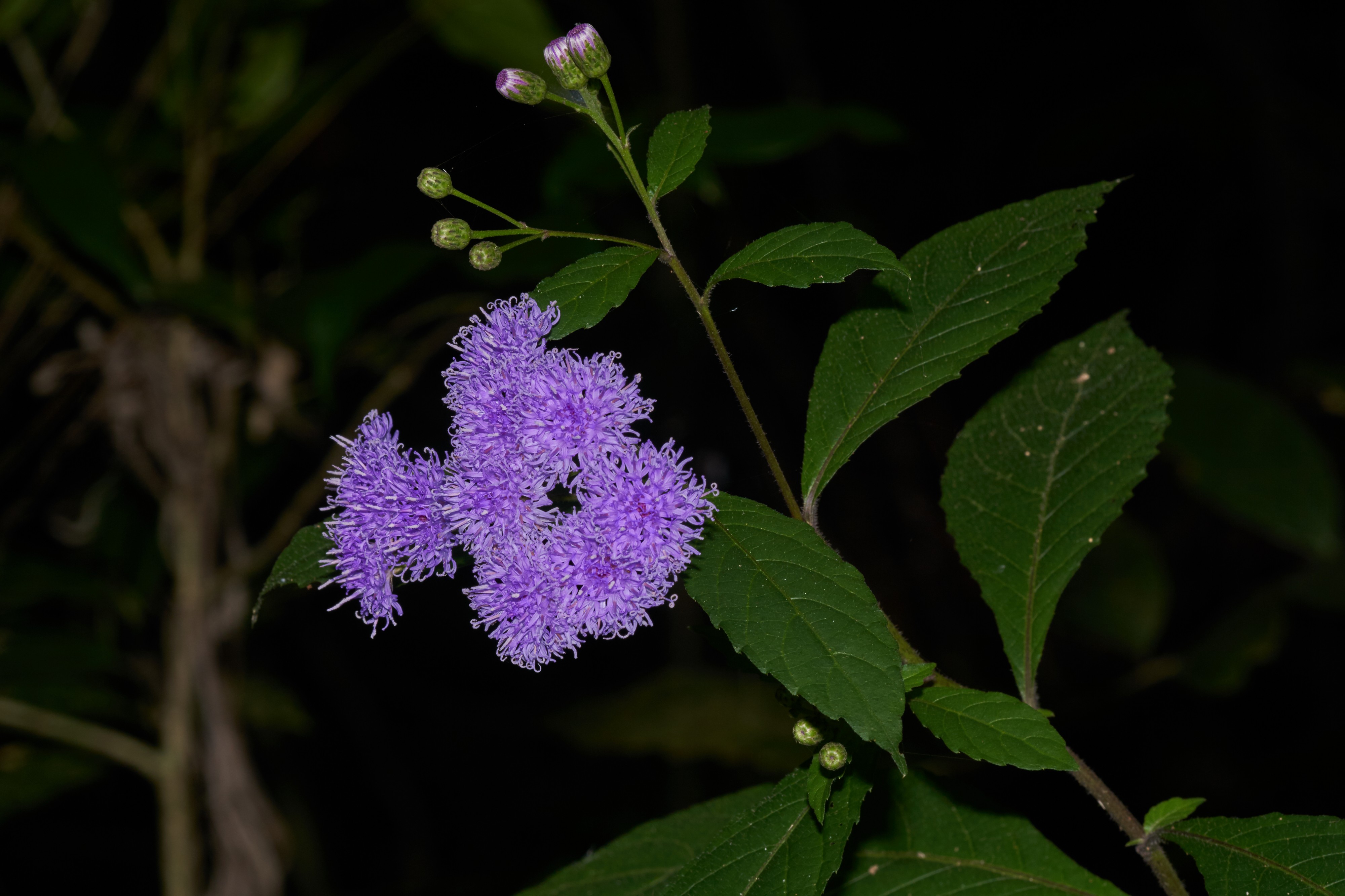 Vernonia-Aralam-2016-10-30-001