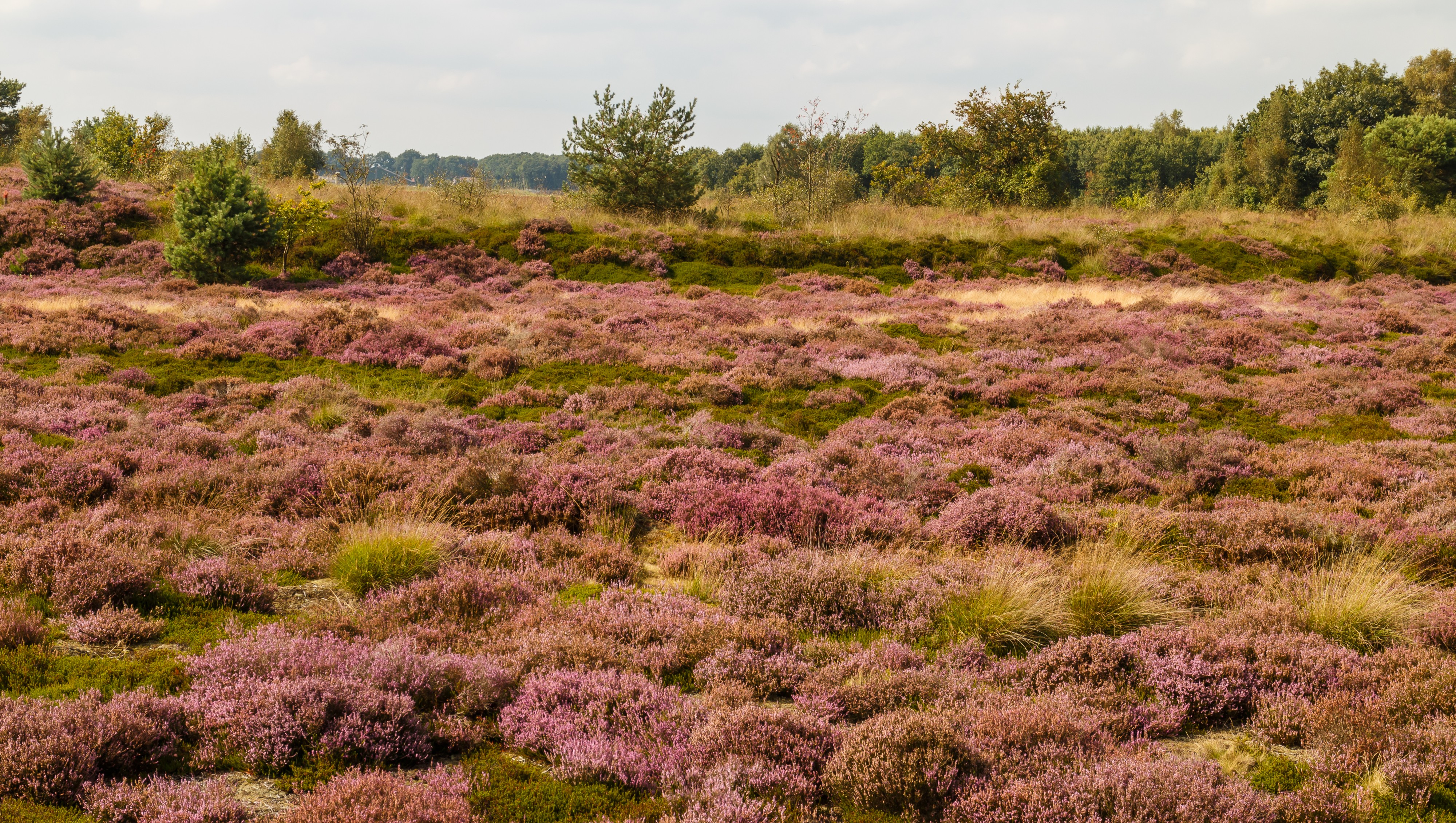 Verruigde heide. Locatie, Schaopedobbe (Schapenpoel) 03