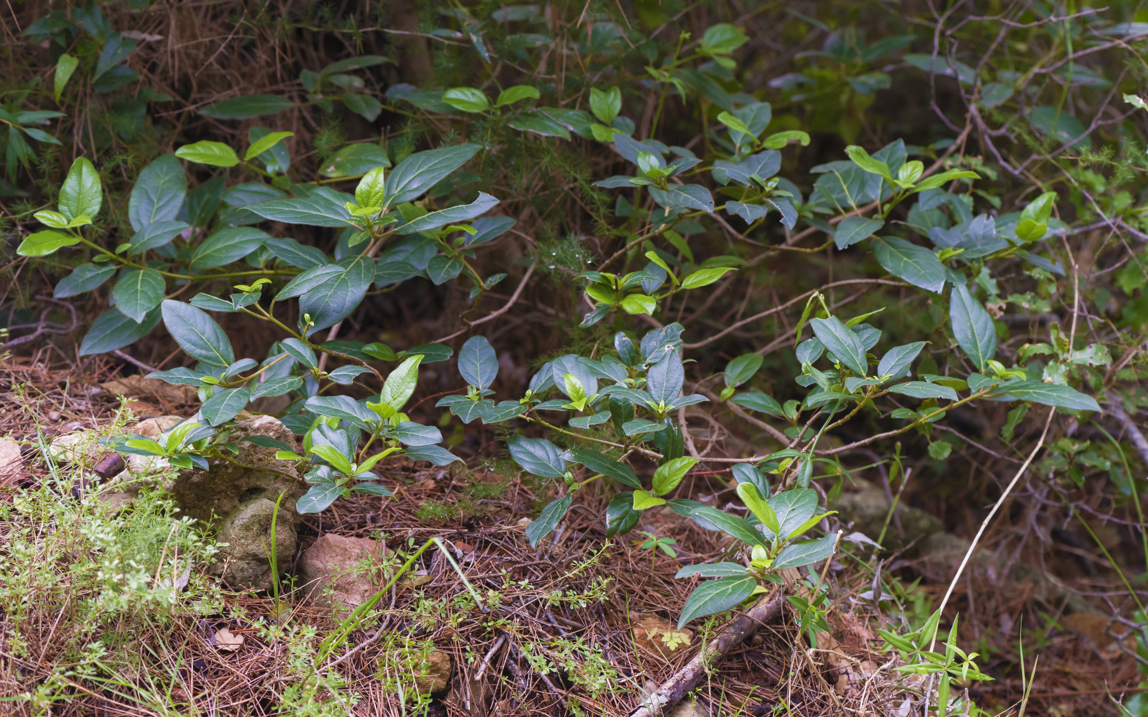 Viburnum tinus, Sète 01