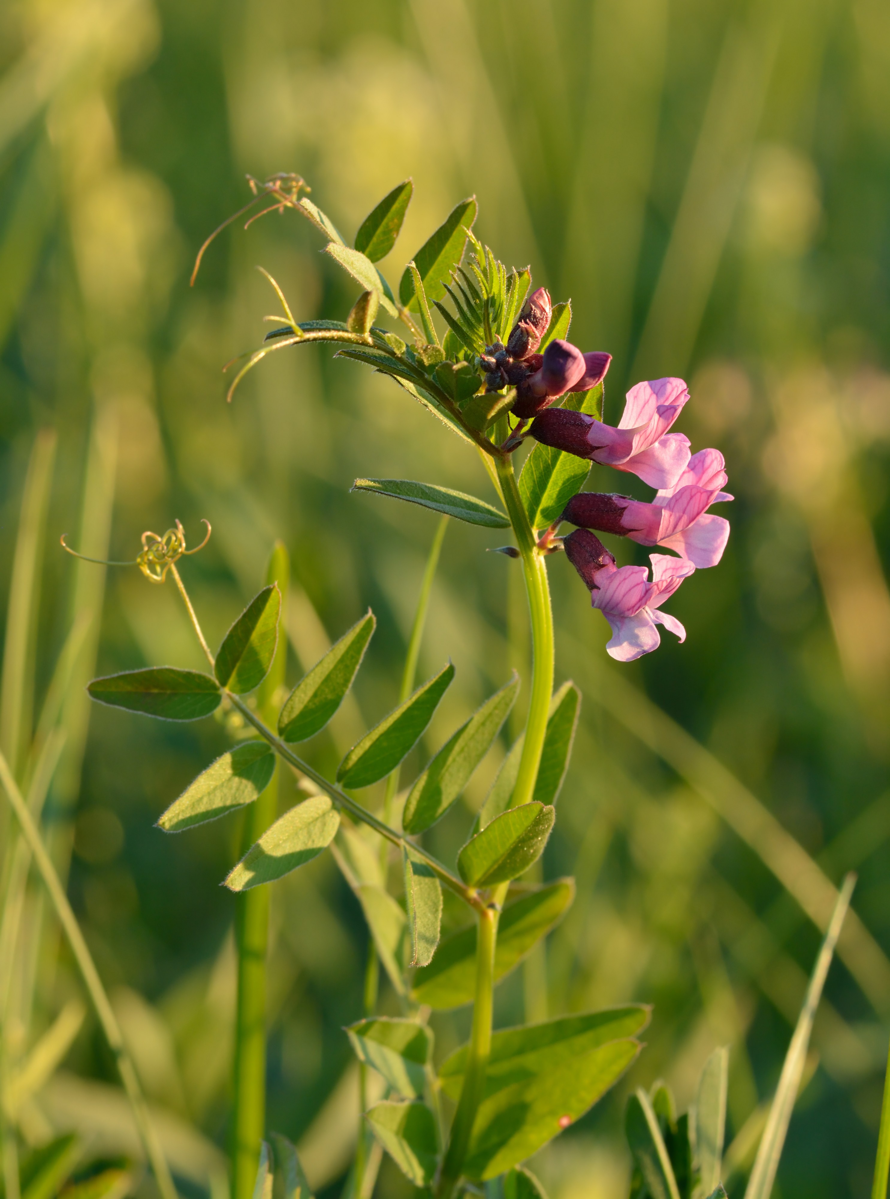 Vicia sepium - aed-hiirehernes