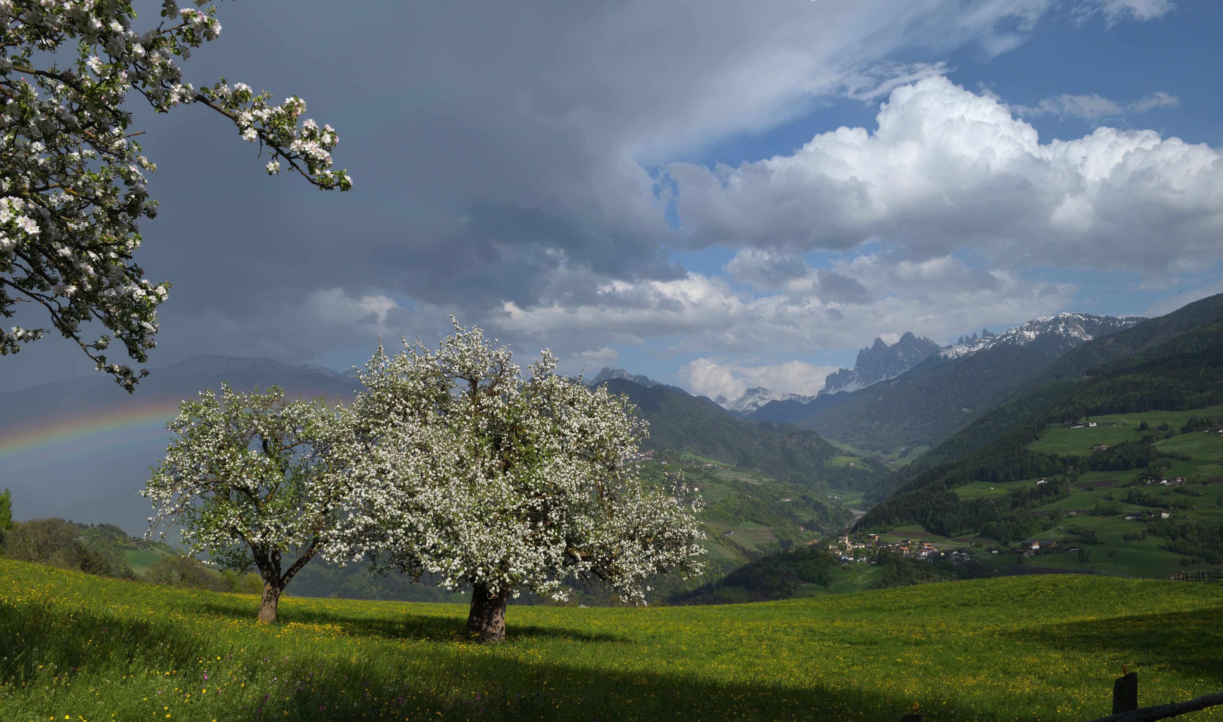 Viersch bei Klausen Apfelbäume