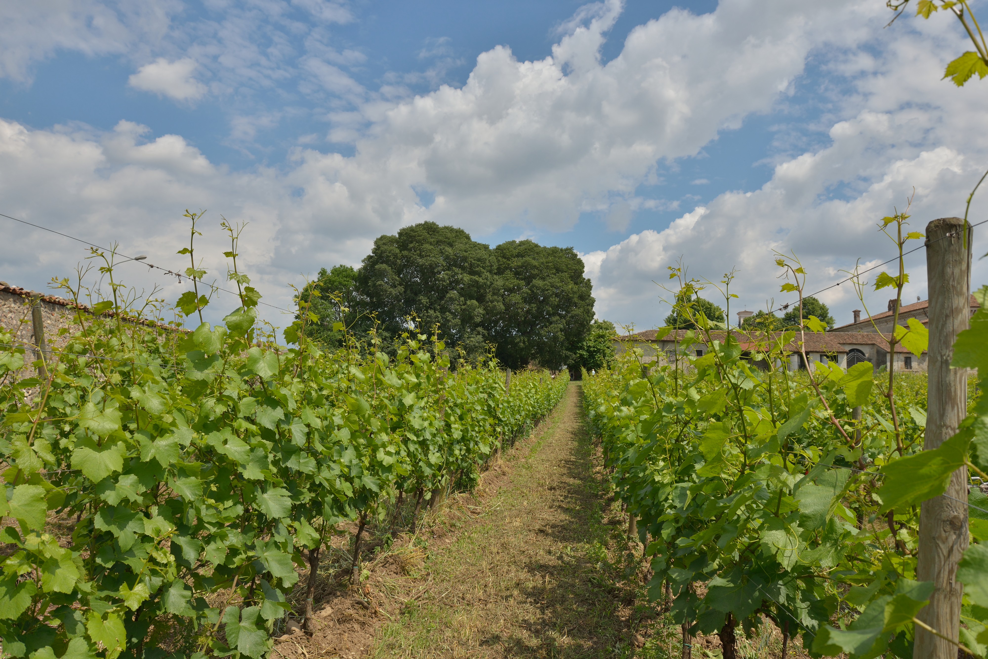 Vigna Villa Bettoni Cazzago