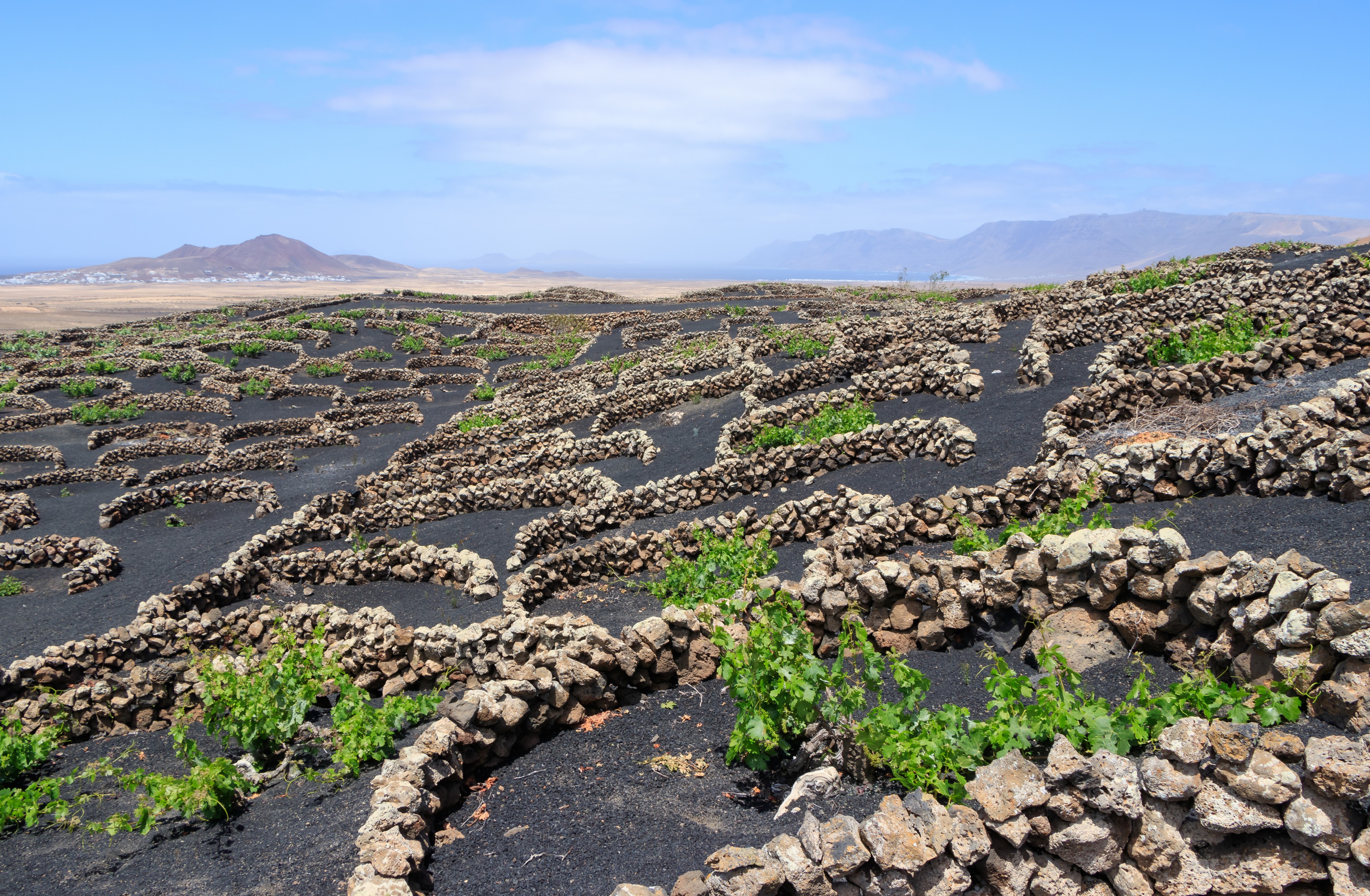 Vineyard - Tiagua - 04