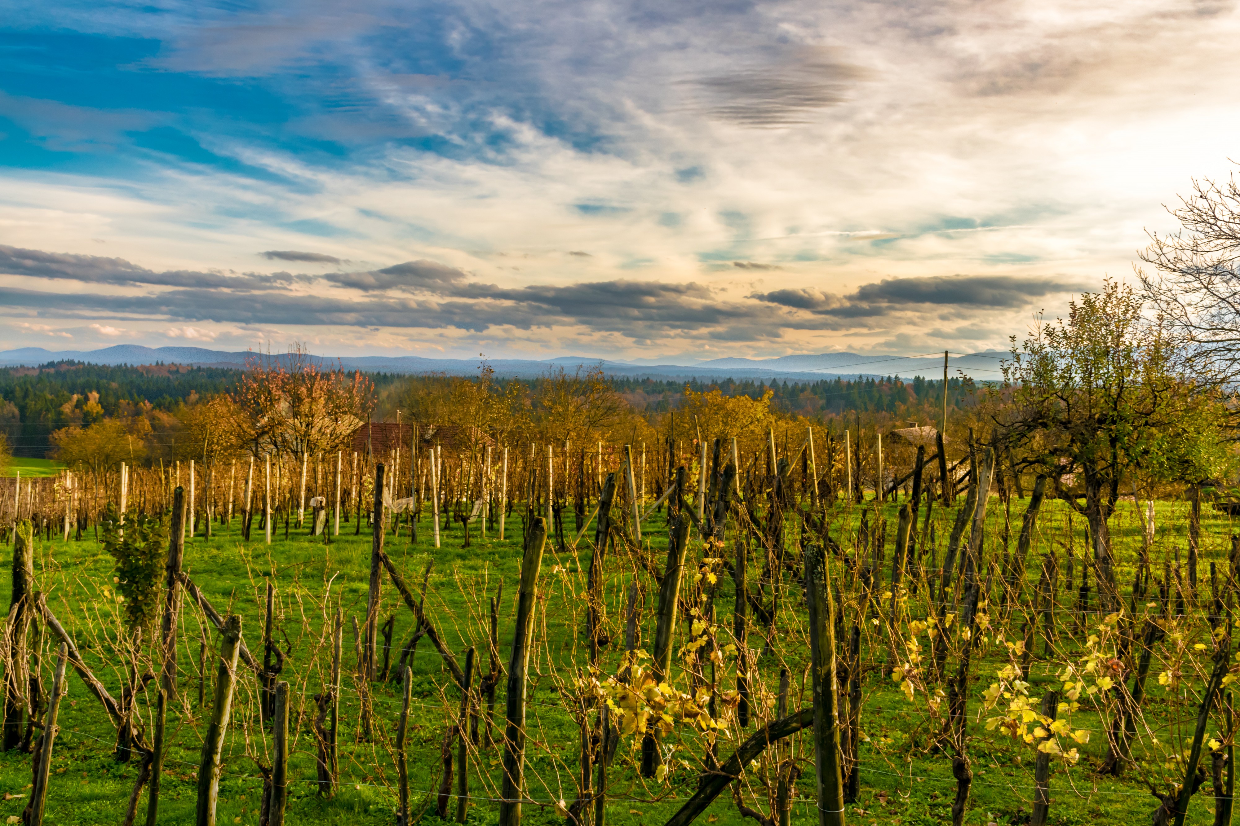 Vineyard sunset in Slovenia (37822244005)