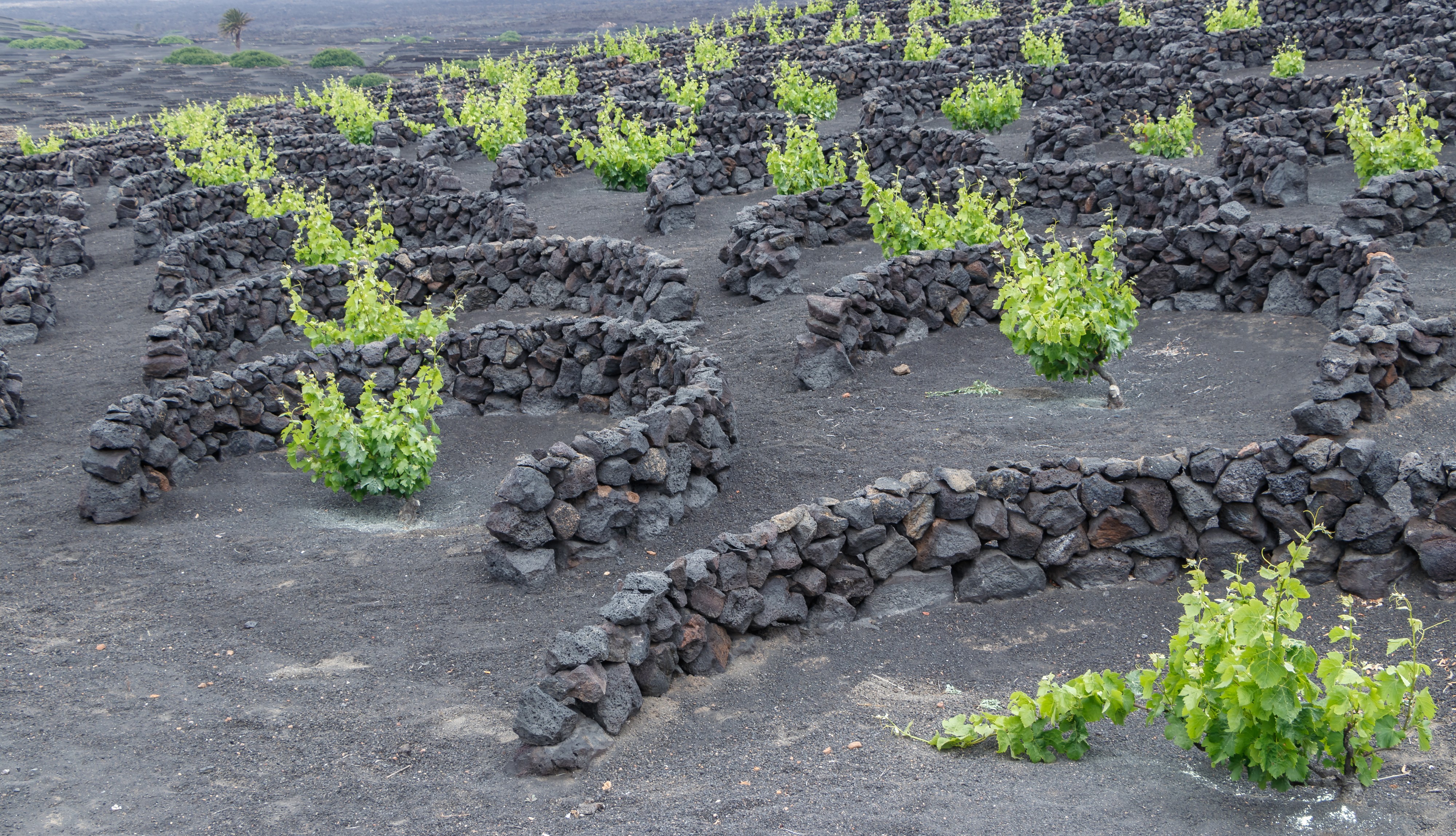 Vineyards - Yaiza - 07