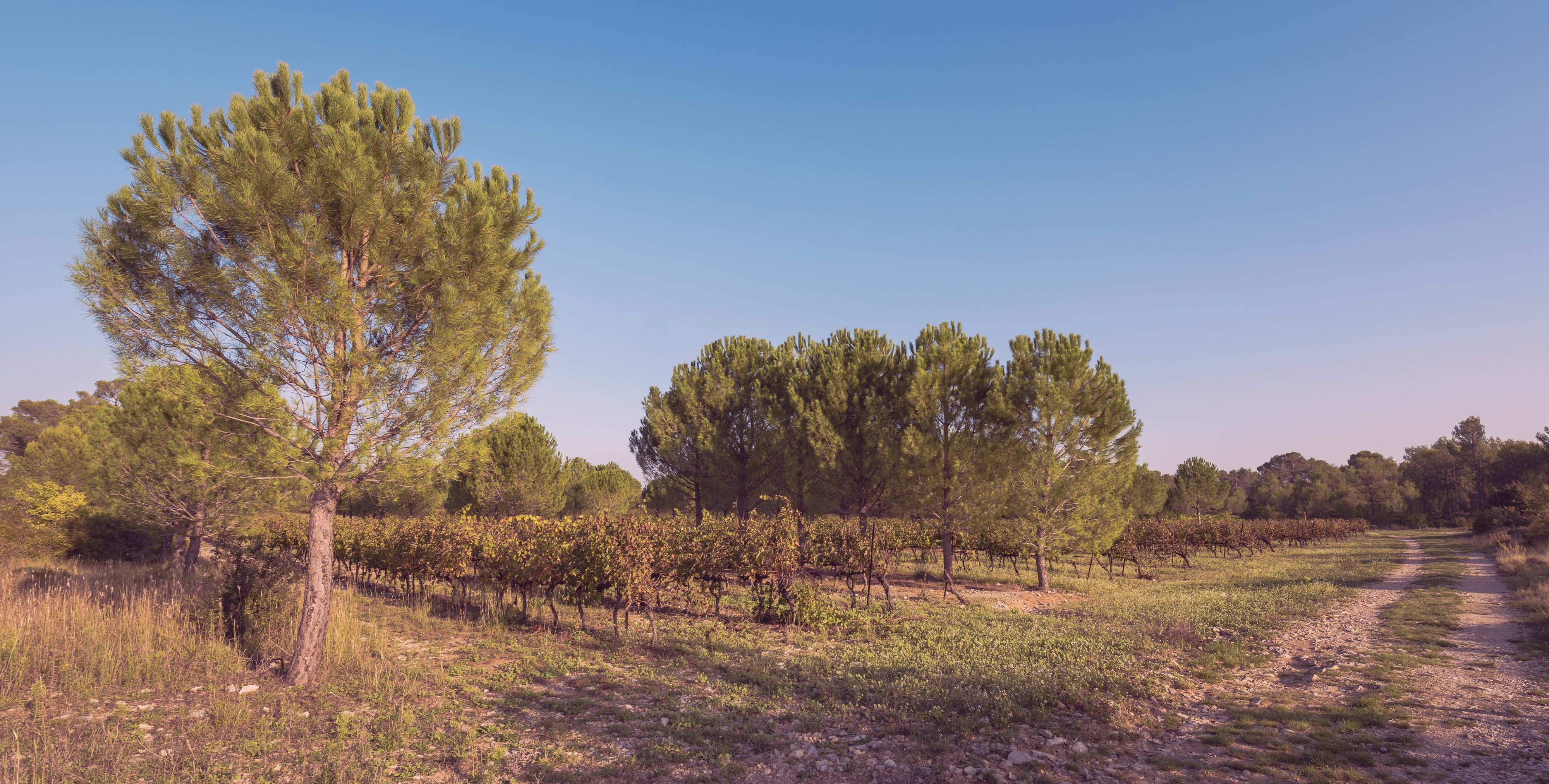 Vineyards of the Domaine de Restinclières, Prades-le-Lez 04