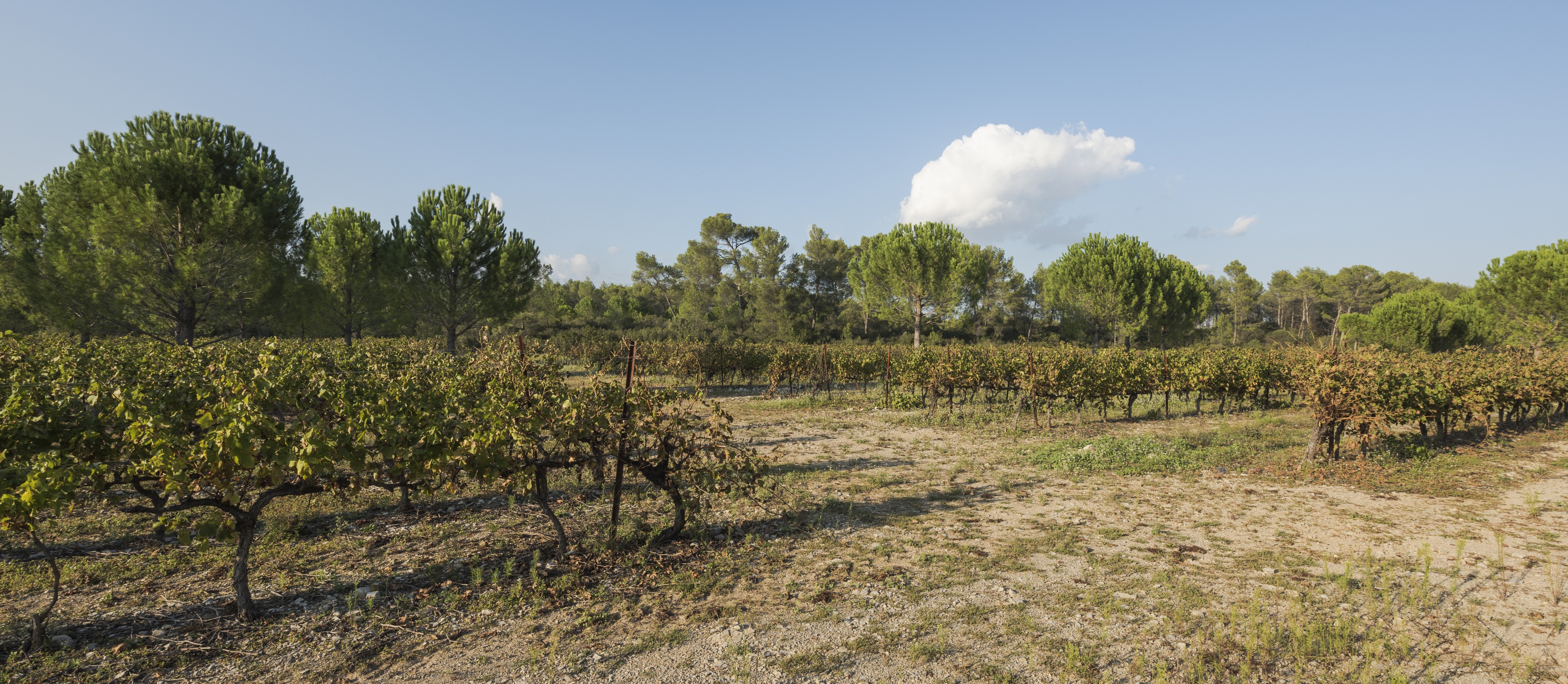 Vineyards of the Domaine de Restinclières, Prades-le-Lez 05