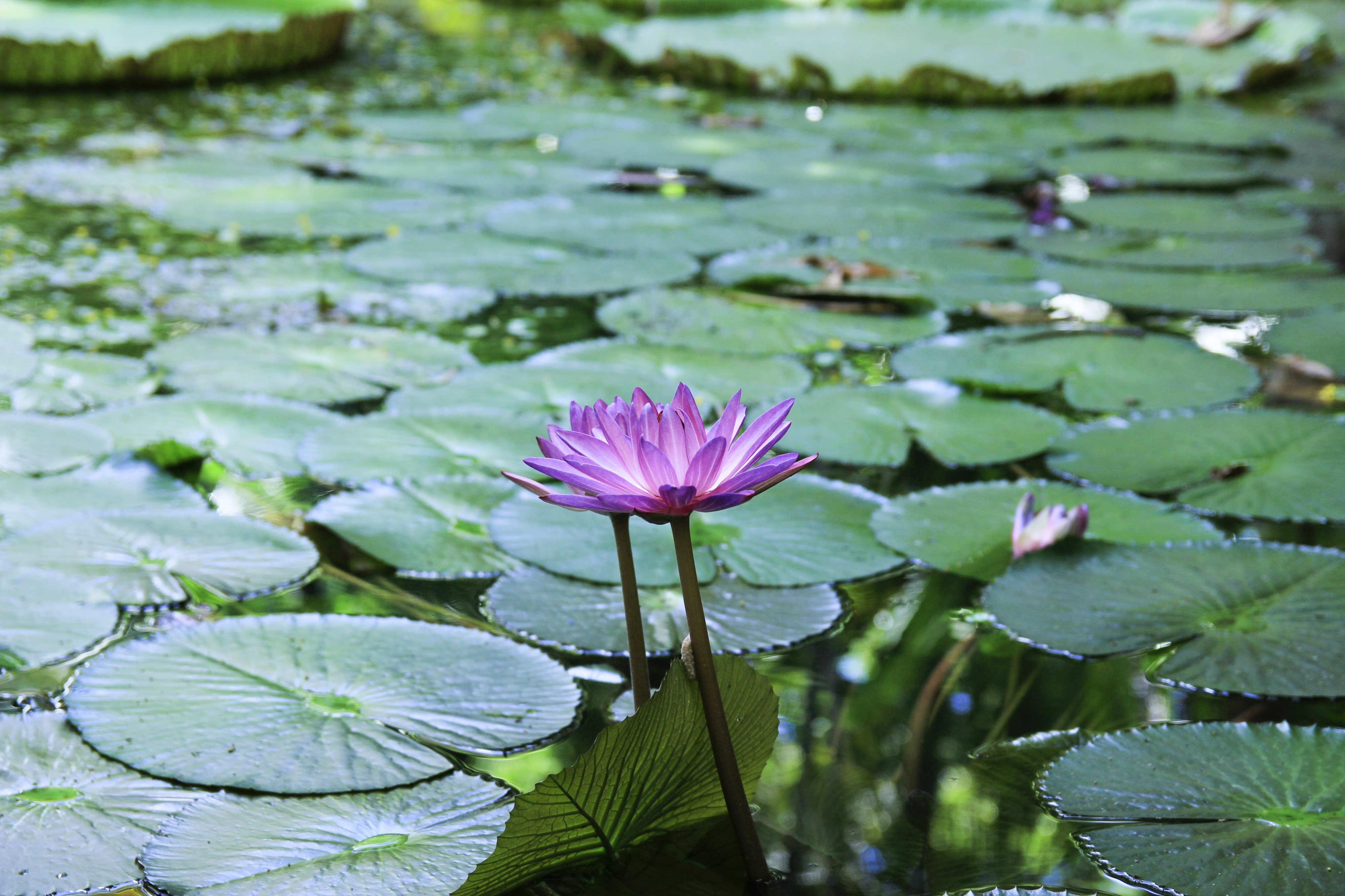 Vitoria Regia Belem-PA